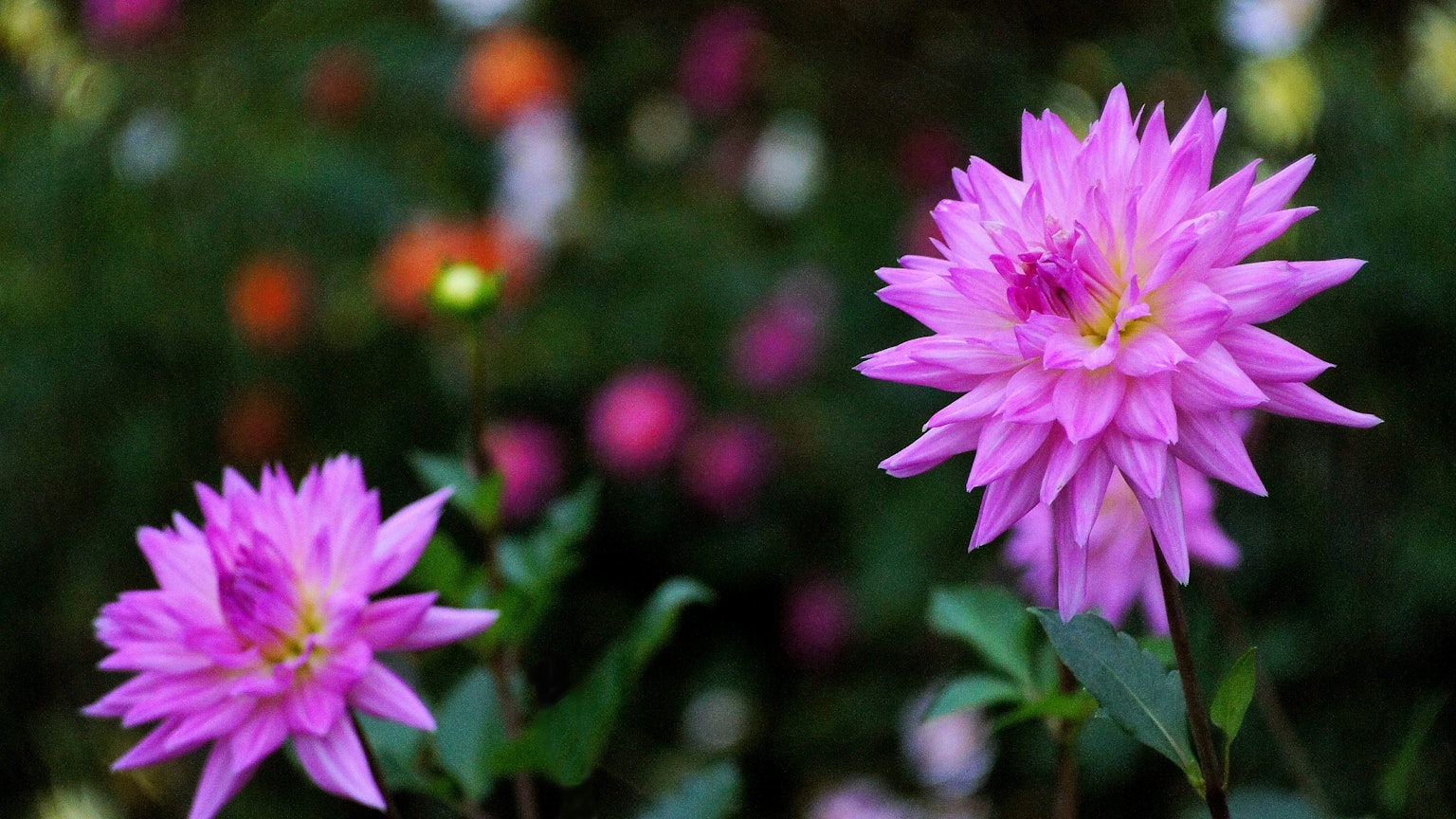 ดอกไม้สีชมพูสดใสที่บานในสวน