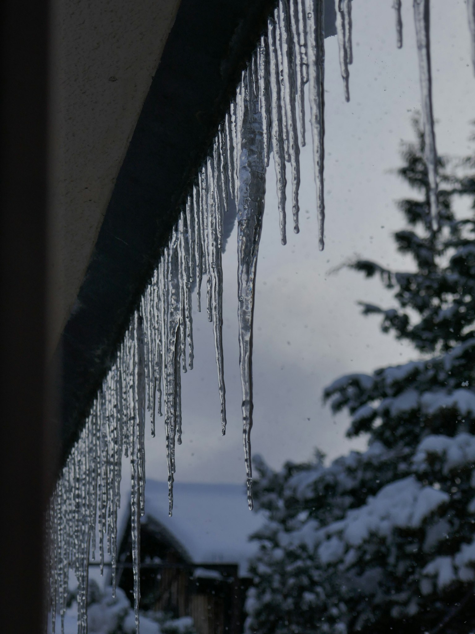 屋簷下的冰柱，背景是被雪覆蓋的樹木
