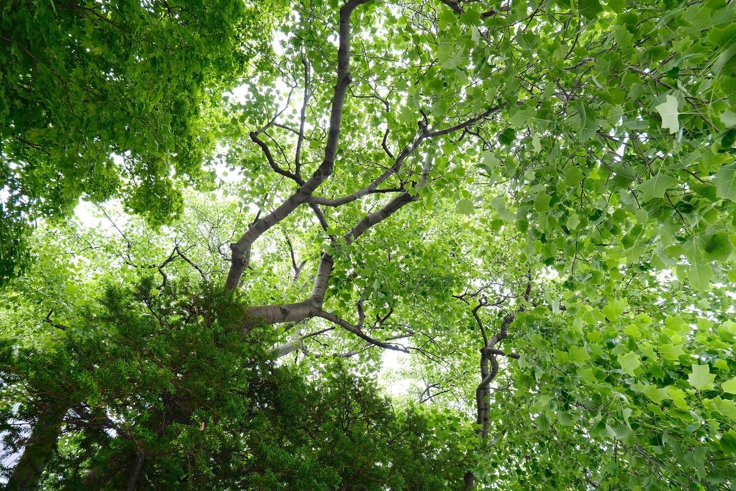 branches et feuillage verts luxuriants couvrant le ciel