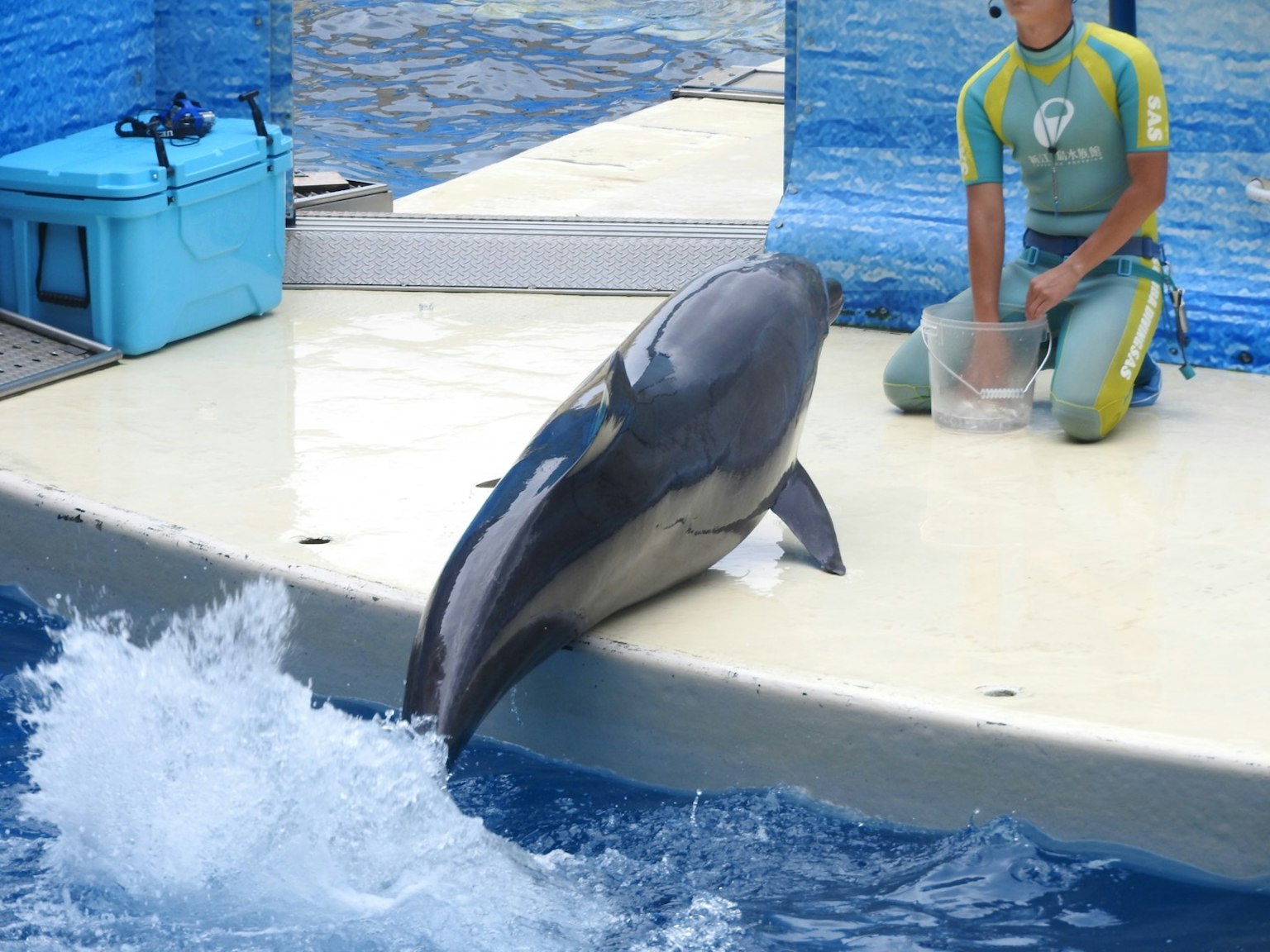 Delfin springt während einer Aquarienaufführung
