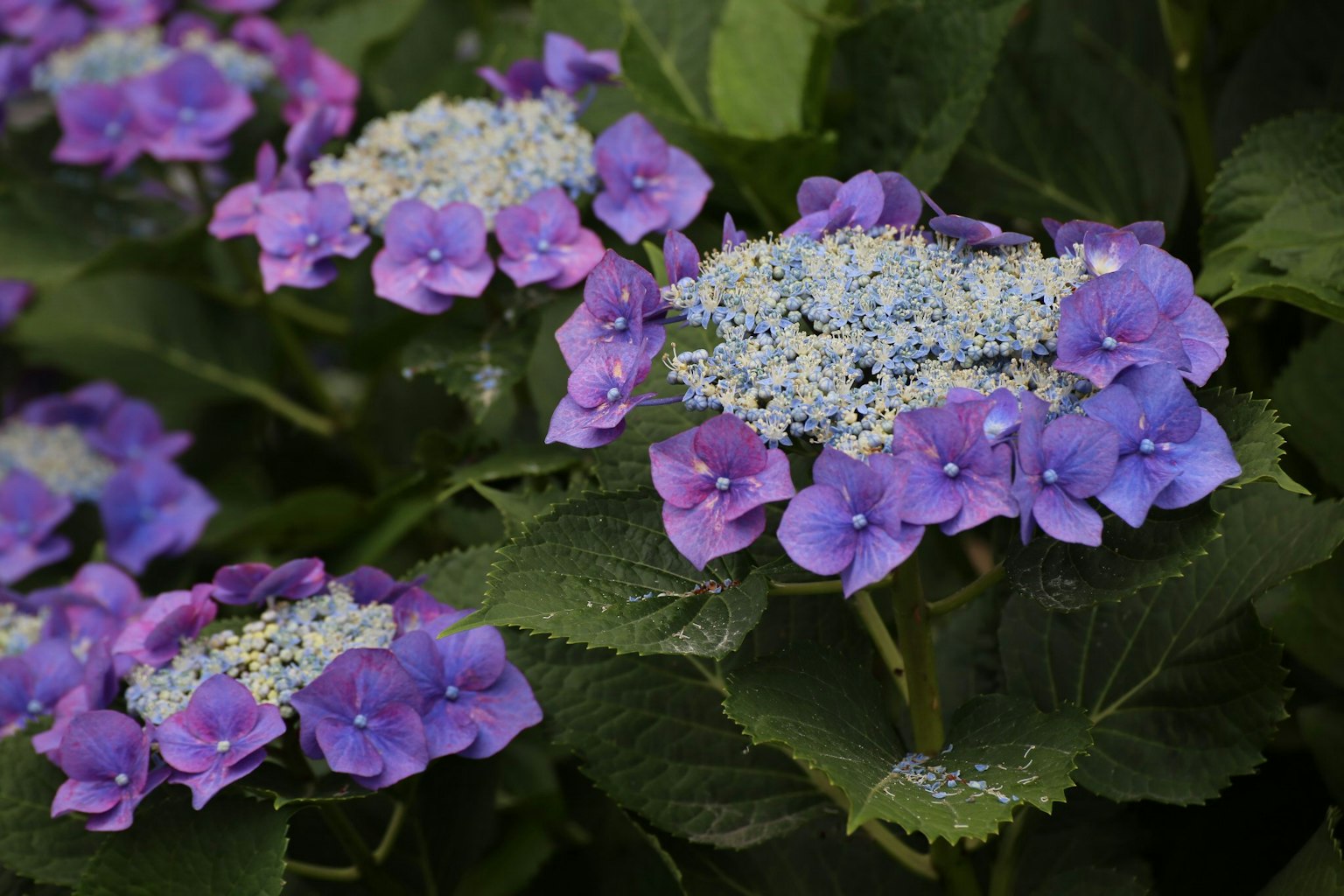 Close-up bunga dan daun hydrangea ungu