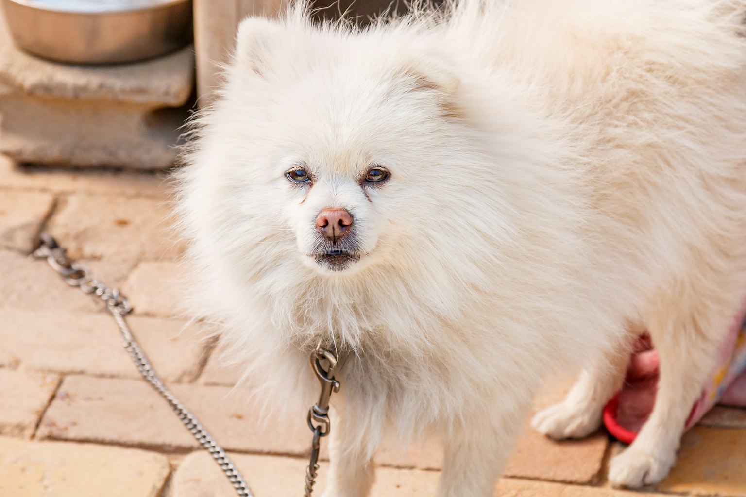 Một con chó Pomeranian trắng bị xích