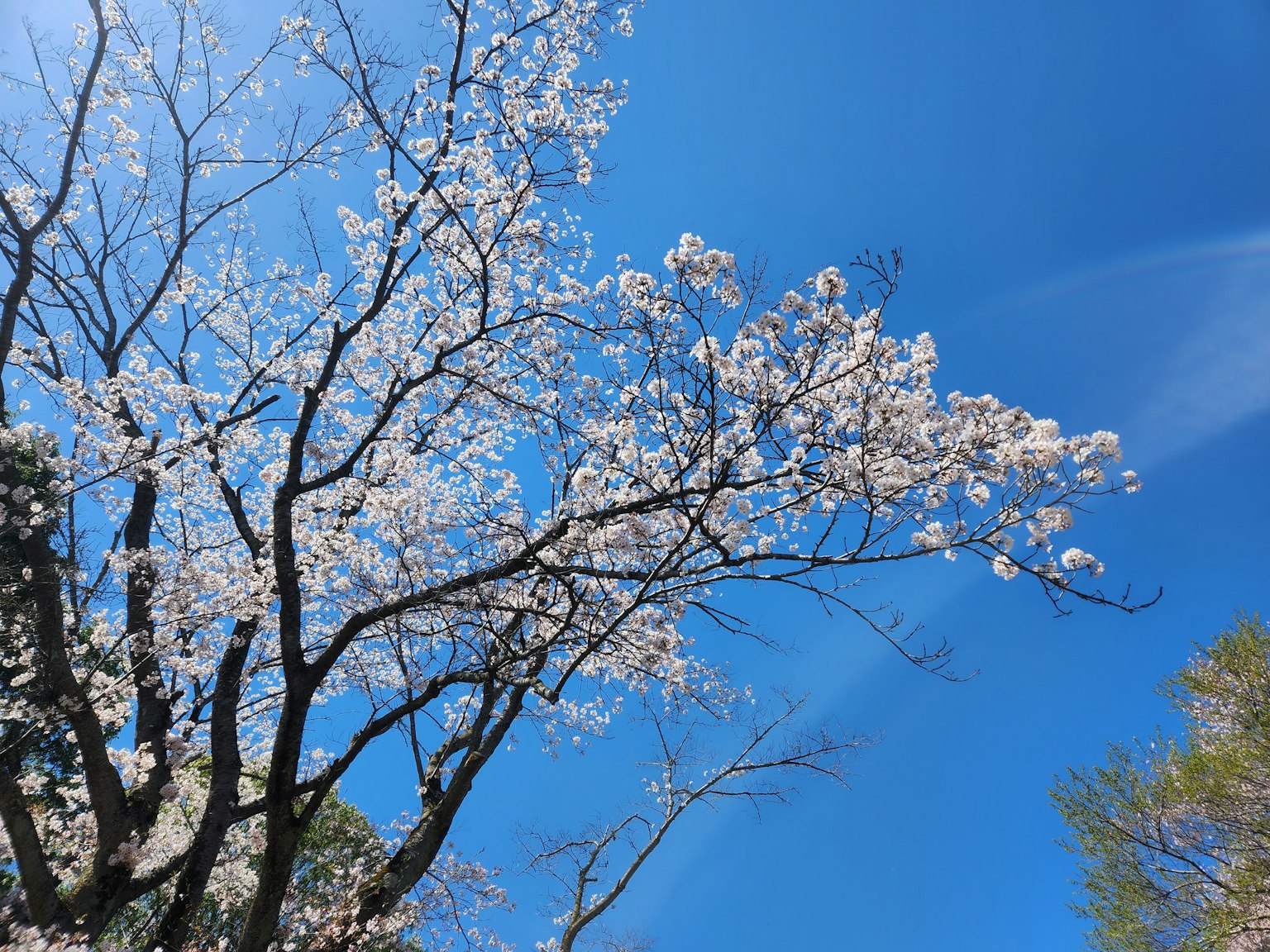 Arbre de cerisier en pleine floraison sous un ciel bleu clair