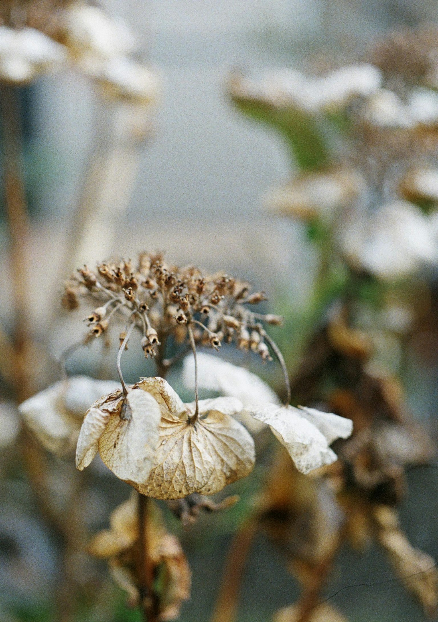 枯れた花のクローズアップ 白い花びらと茶色の茎が特徴