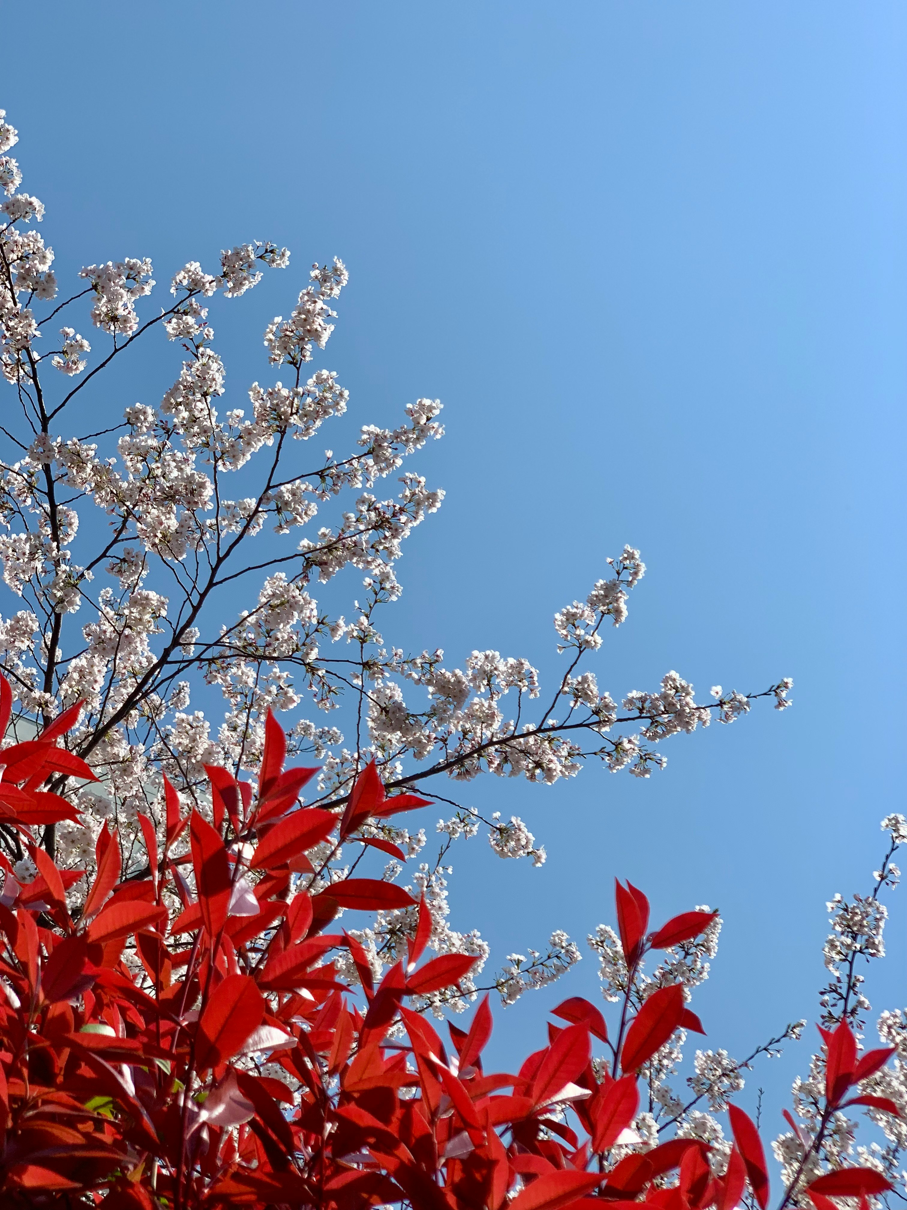 青空に映える桜の花と赤い葉