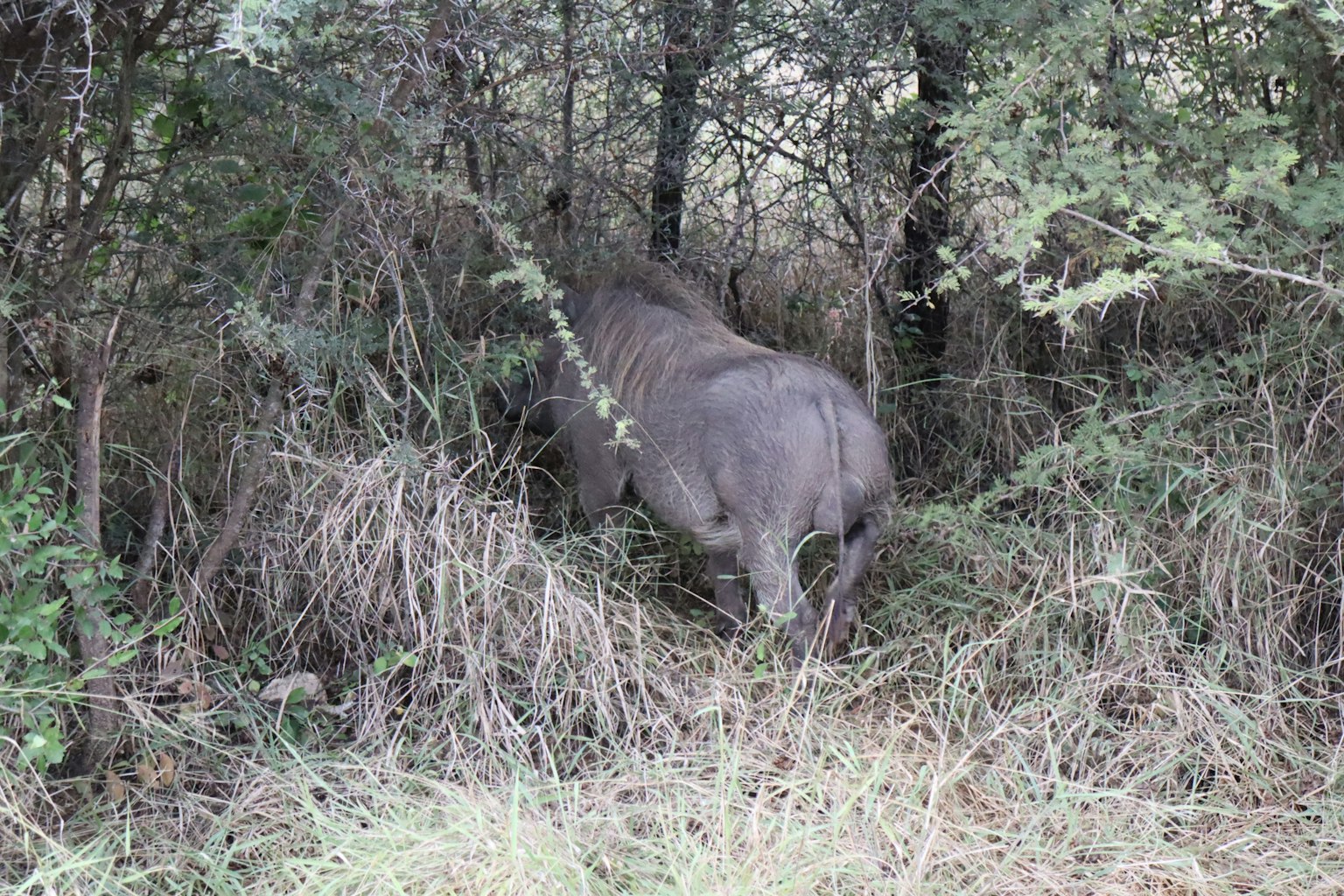 Ein wildes Tier, das teilweise im dichten Unterholz eines Waldes versteckt ist