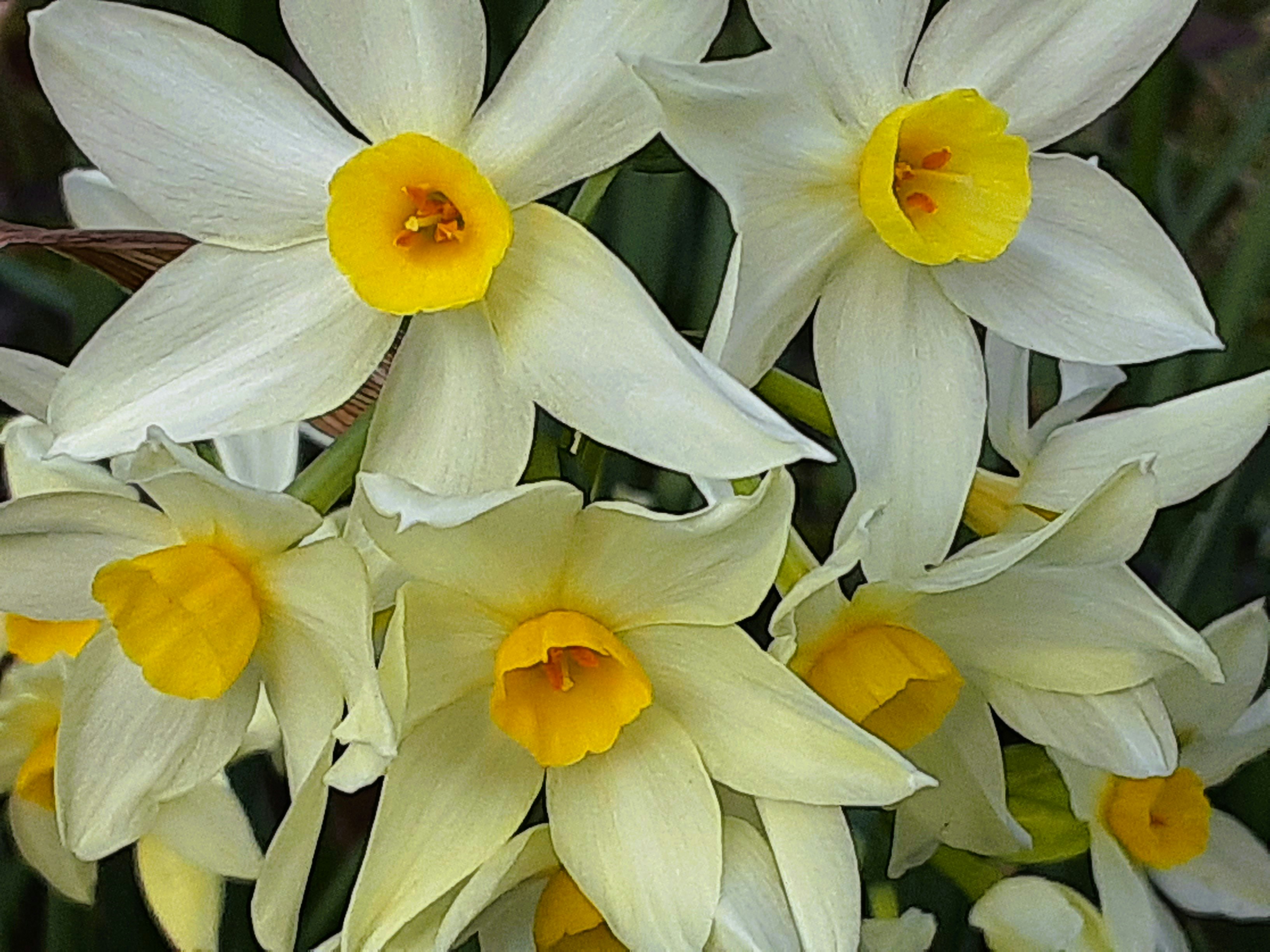 白い水仙の花束のクローズアップ