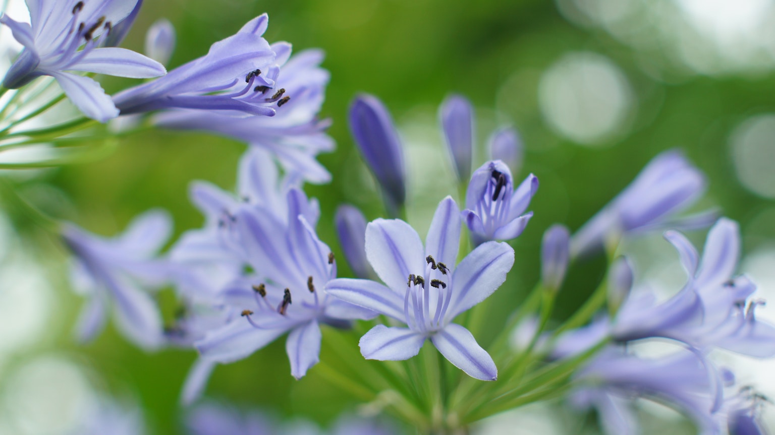 Image en gros plan de fleurs violettes épanouies sur un fond vert