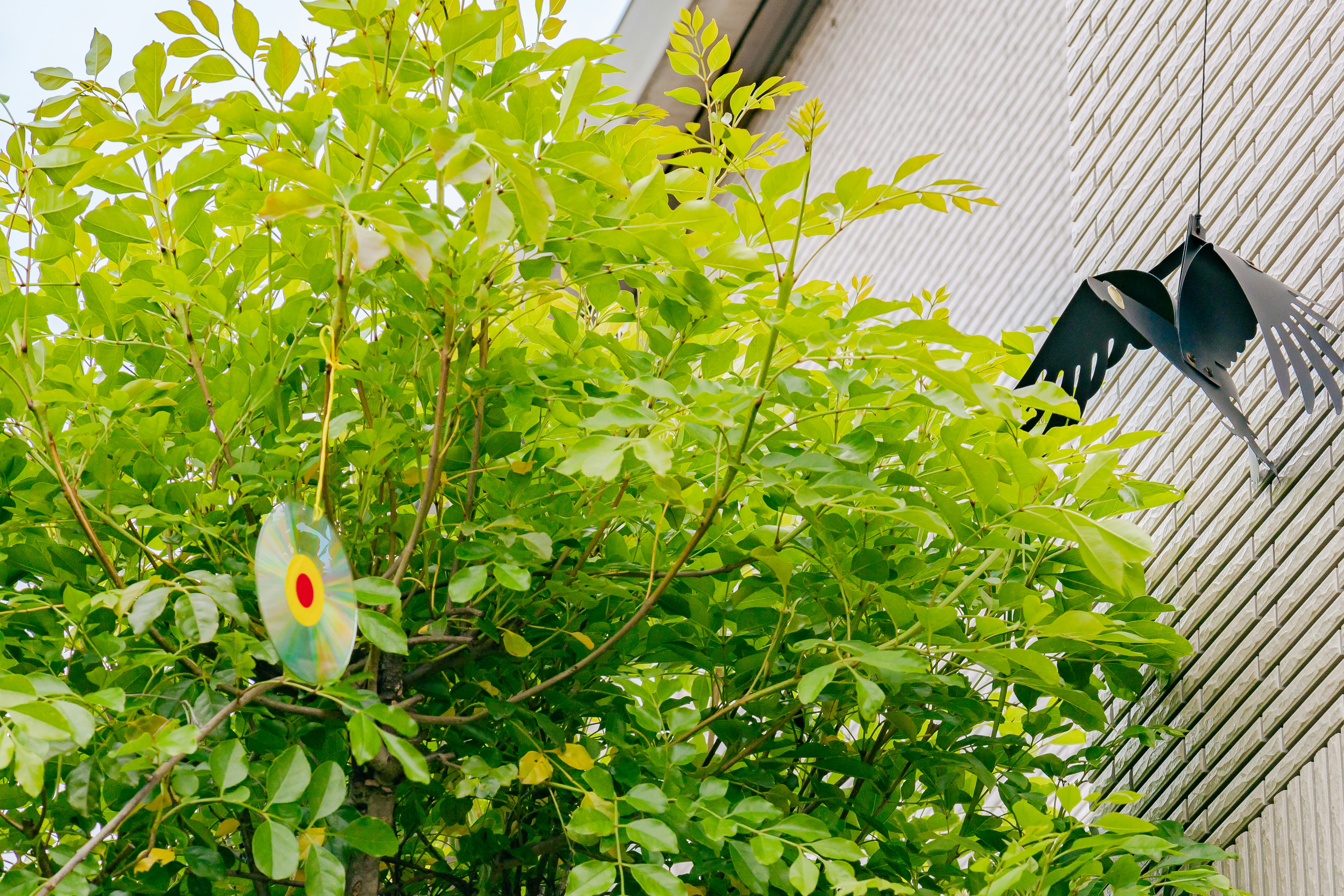 鳩よけのディスクとカラス対策の置物がある植え込み