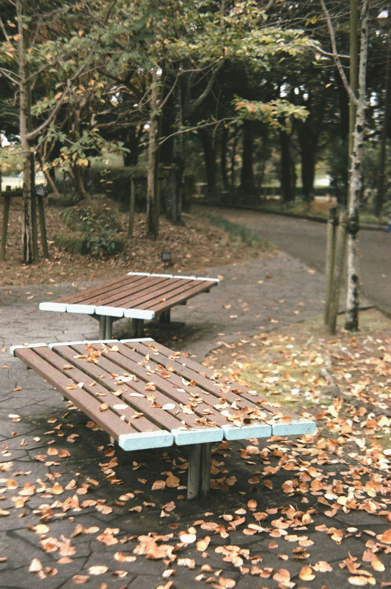 公园场景，木制长椅和落叶