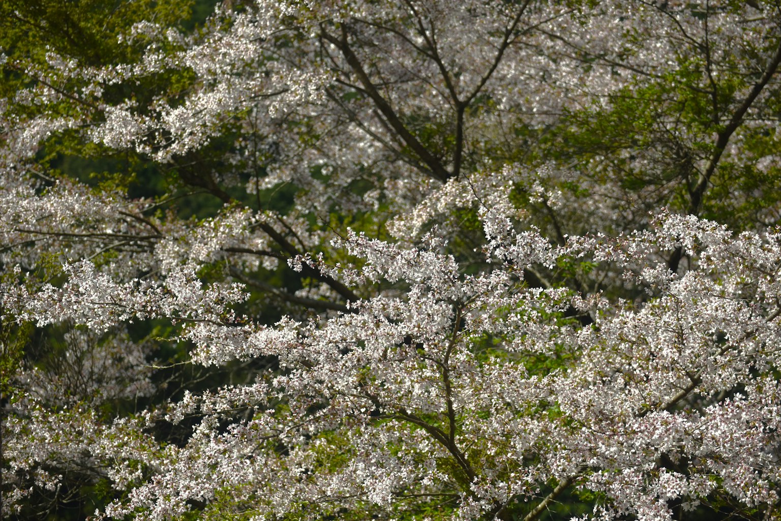 Close-up pohon sakura yang sedang mekar