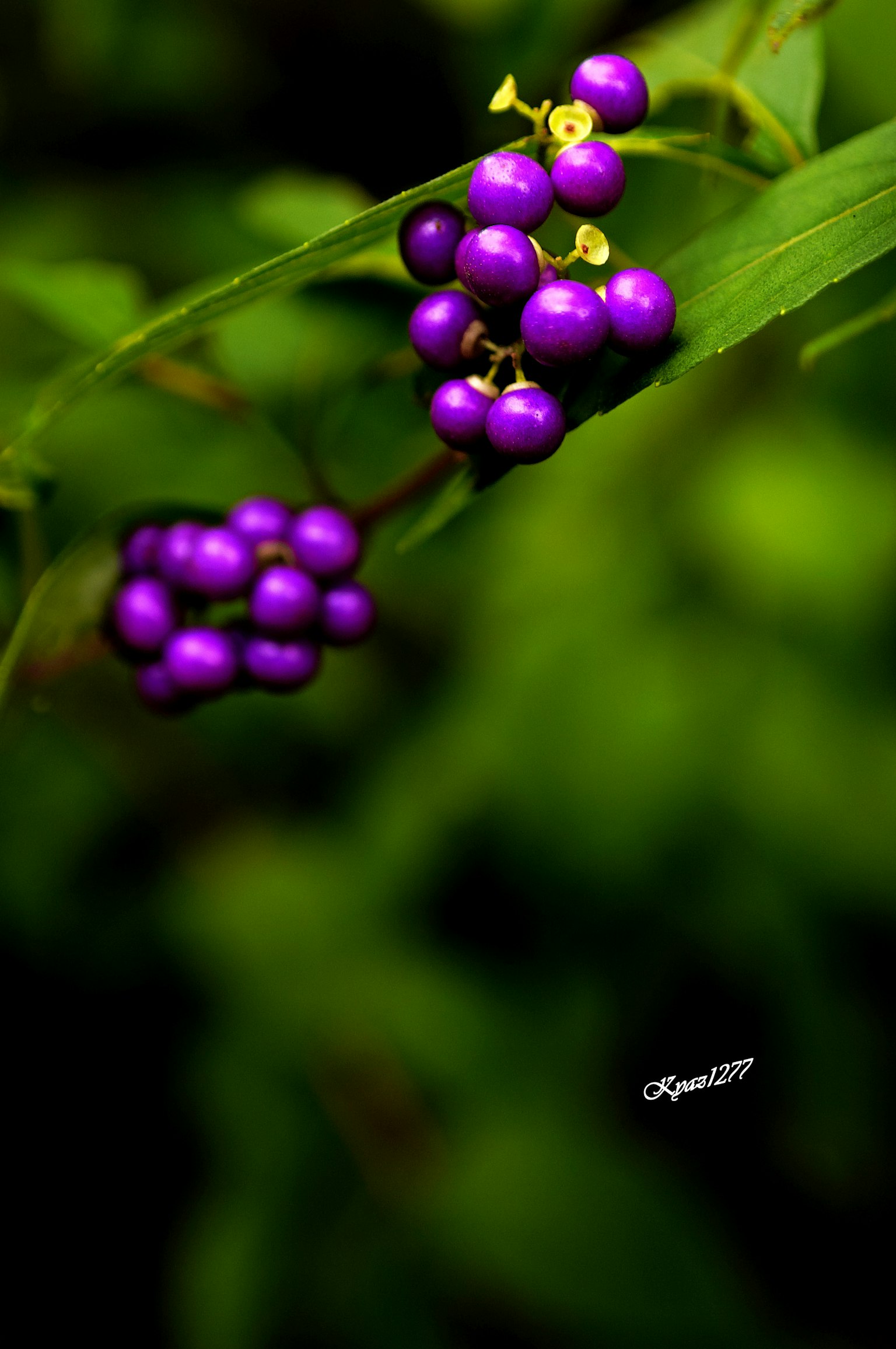 กิ่งไม้ที่มีผลเบอร์รี่สีม่วงสดใสล้อมรอบด้วยใบเขียว