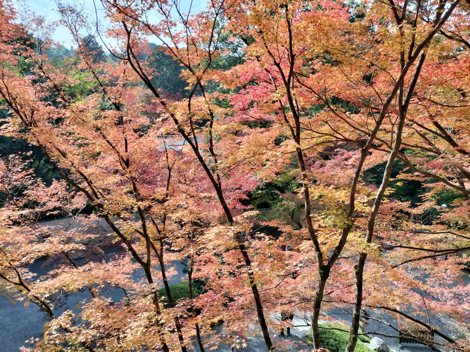 美丽的秋季树叶场景树上有各种橙色和红色的叶子