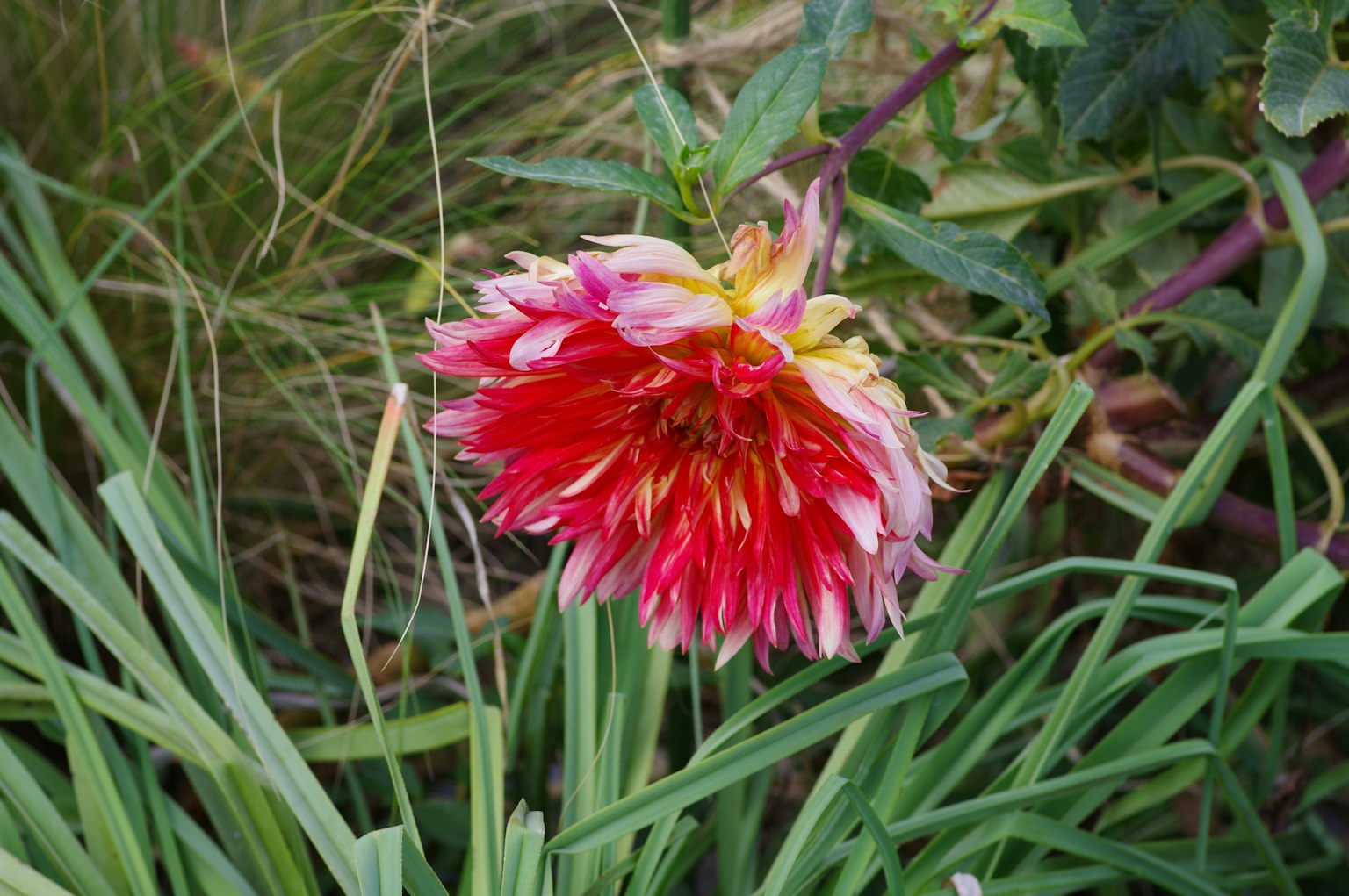 Bunga dahlia cerah dengan kelopak merah dan putih