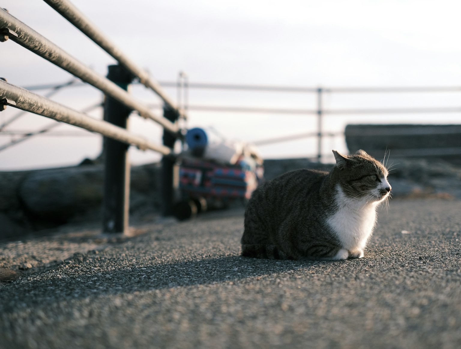 Grauer und weißer Kater entspannt am Meer