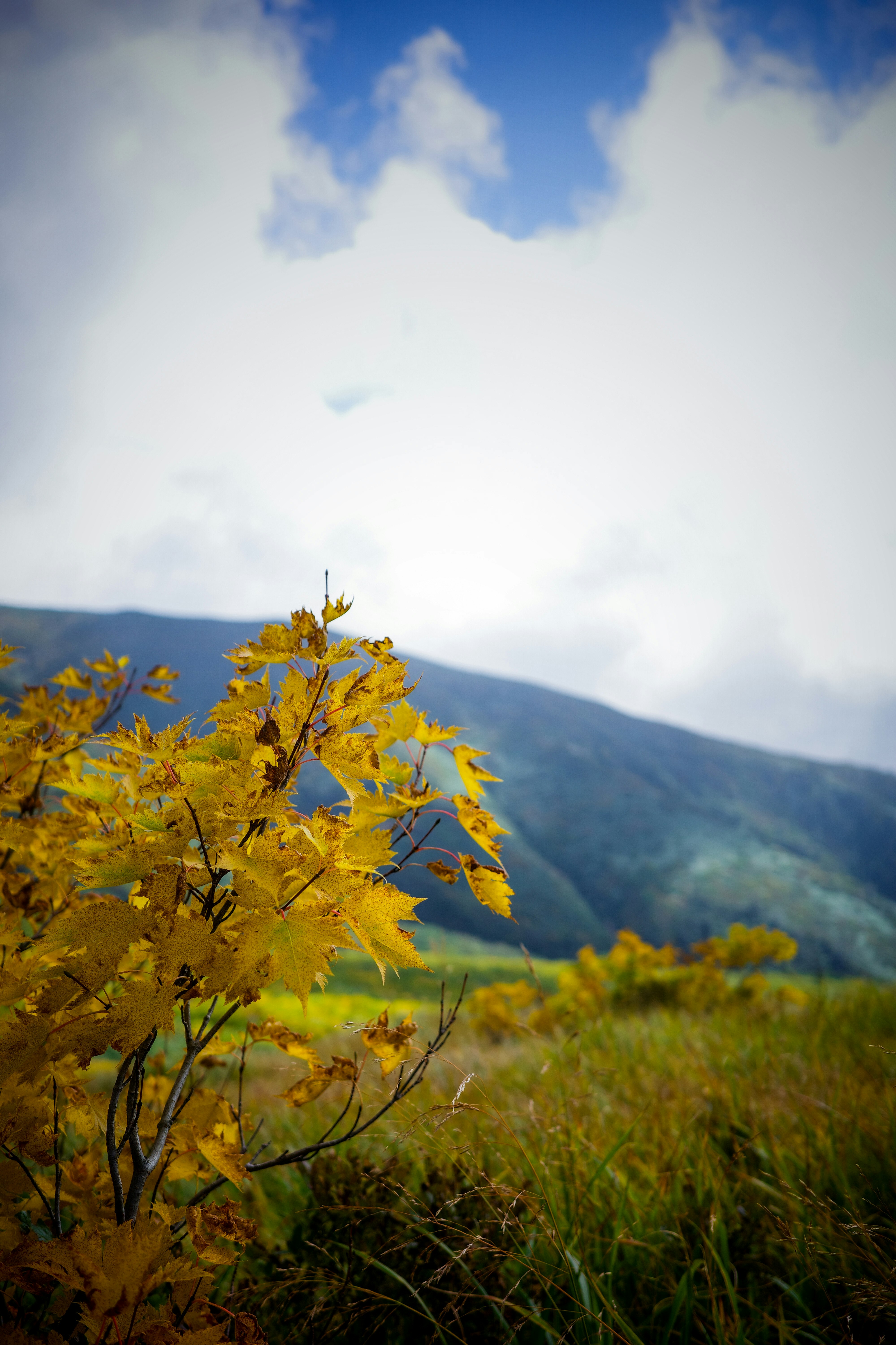 Autumn landscape with yellow leaves and a blue sky over mountains