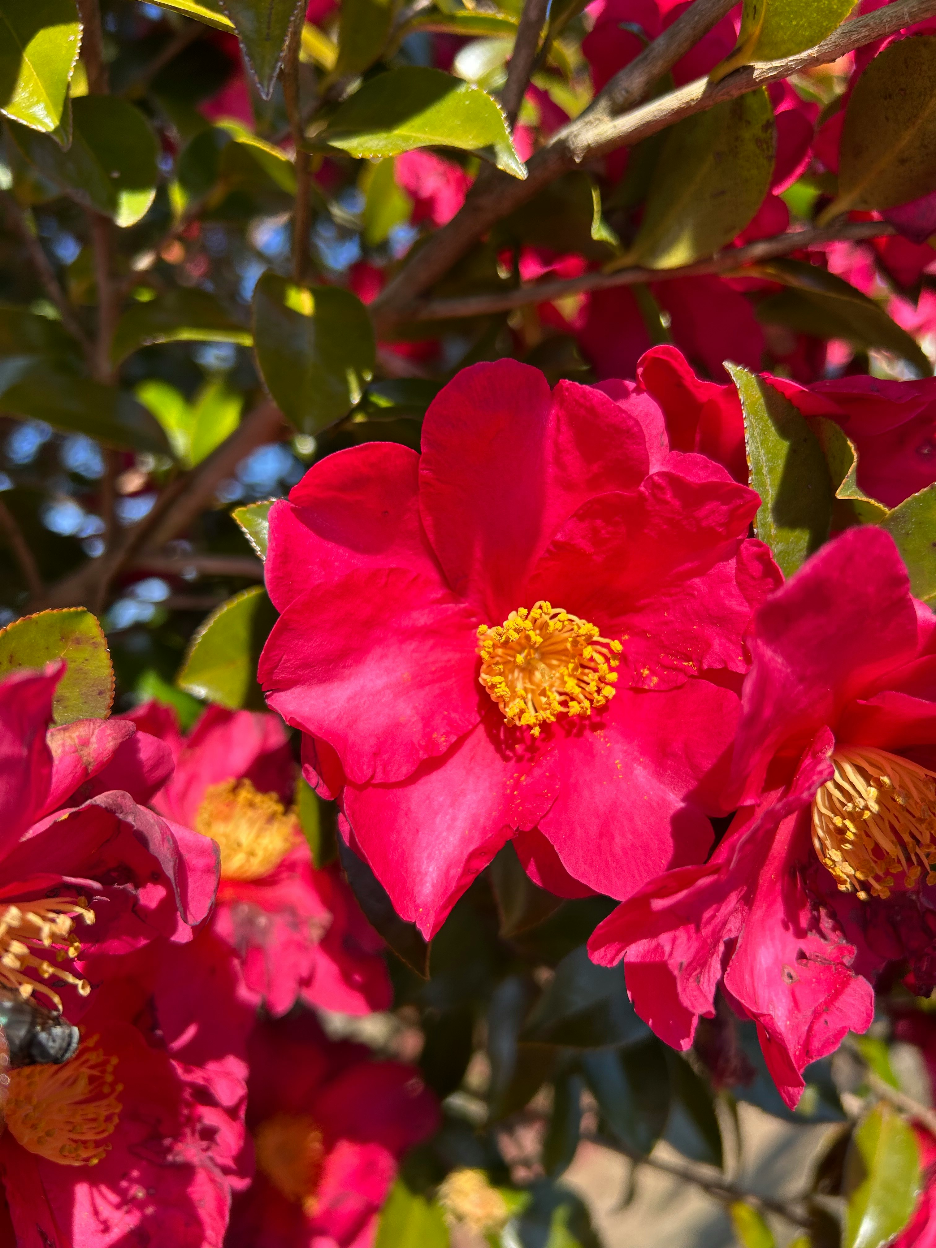 cận cảnh hoa camelia đỏ trên cành