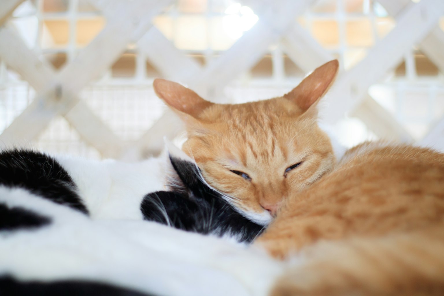 一只橙色的猫靠近一只黑白猫睡觉