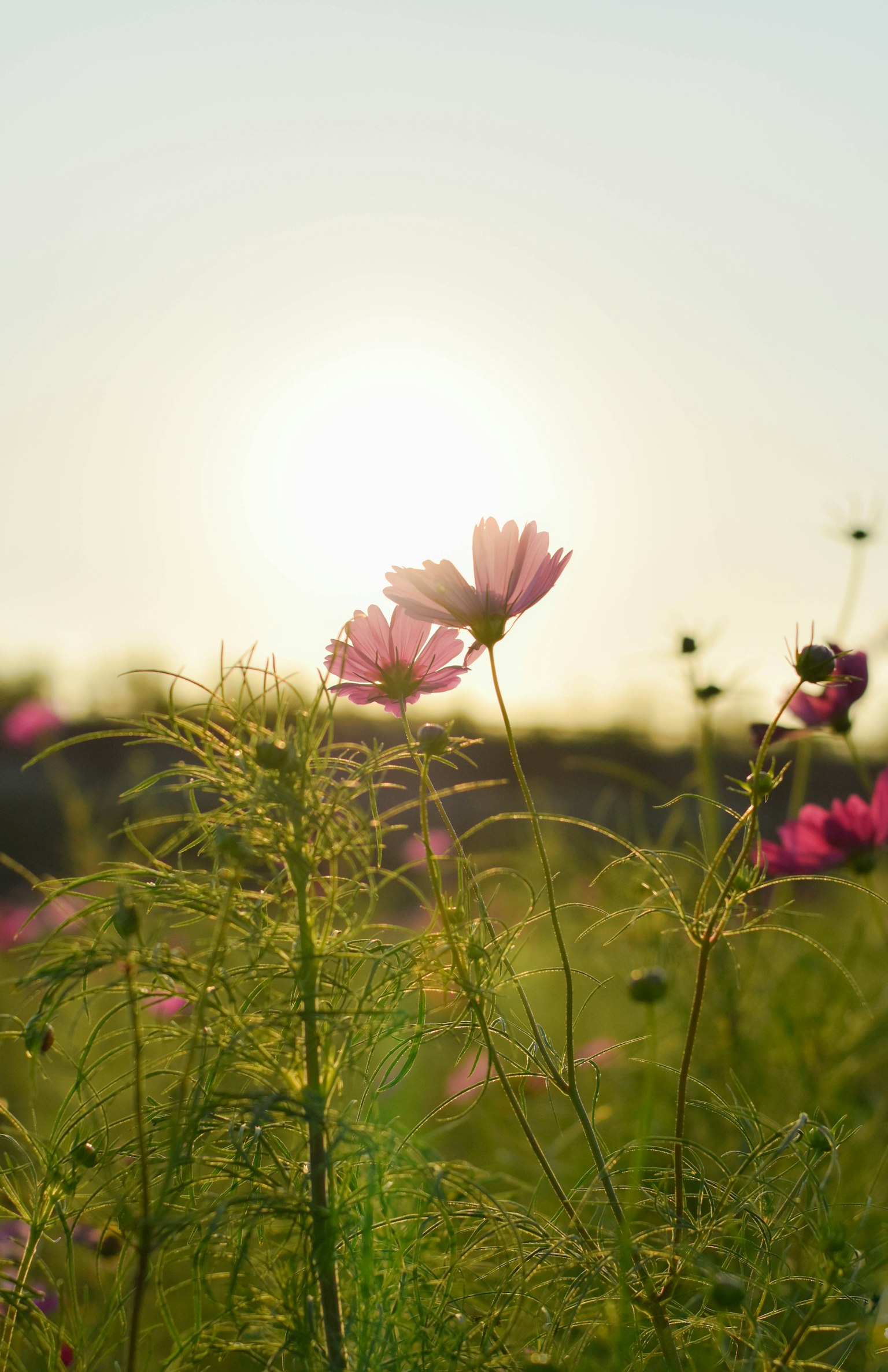 Hoa cosmos nở với hoàng hôn ở phía sau