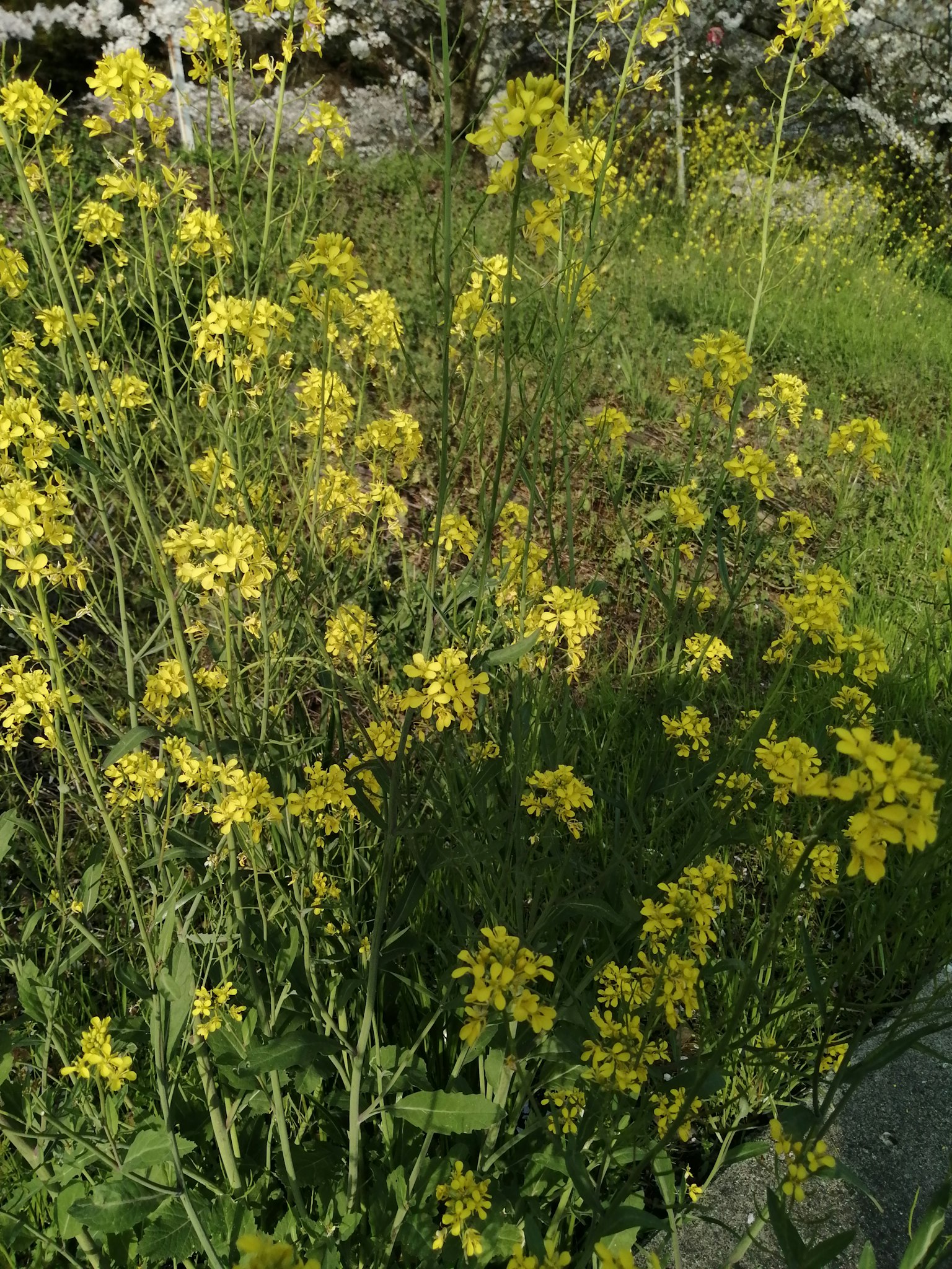 Gruppe von Wildblumen mit leuchtend gelben Blüten