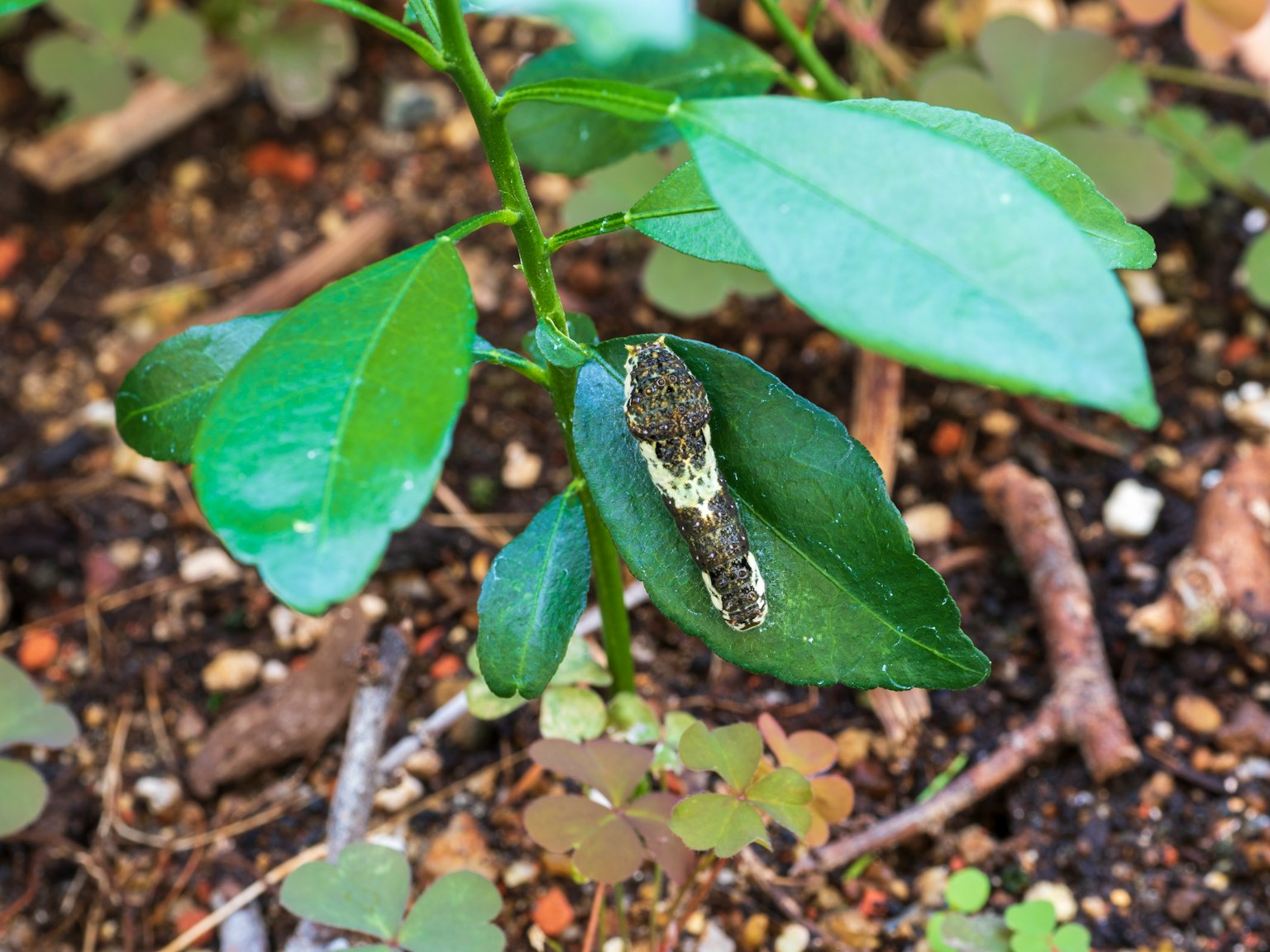 Foto ravvicinata di una larva su foglie verdi