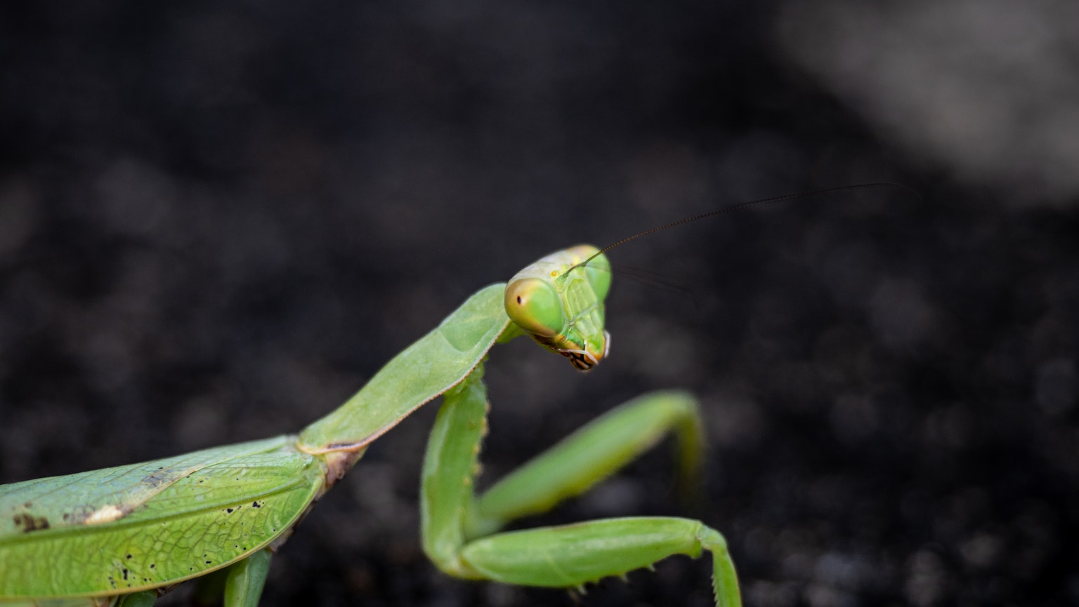 Mantis verde su uno sfondo scuro