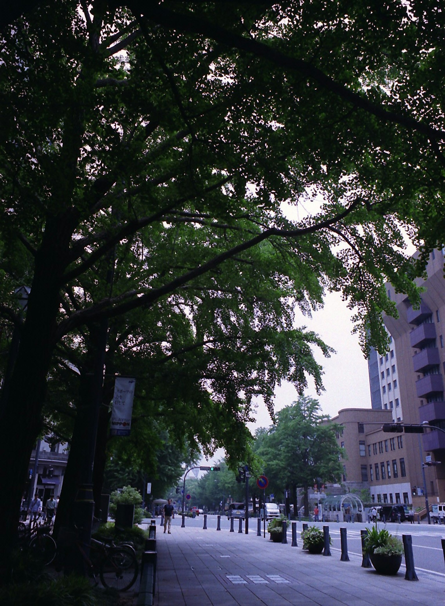 A view of a city street lined with lush green trees
