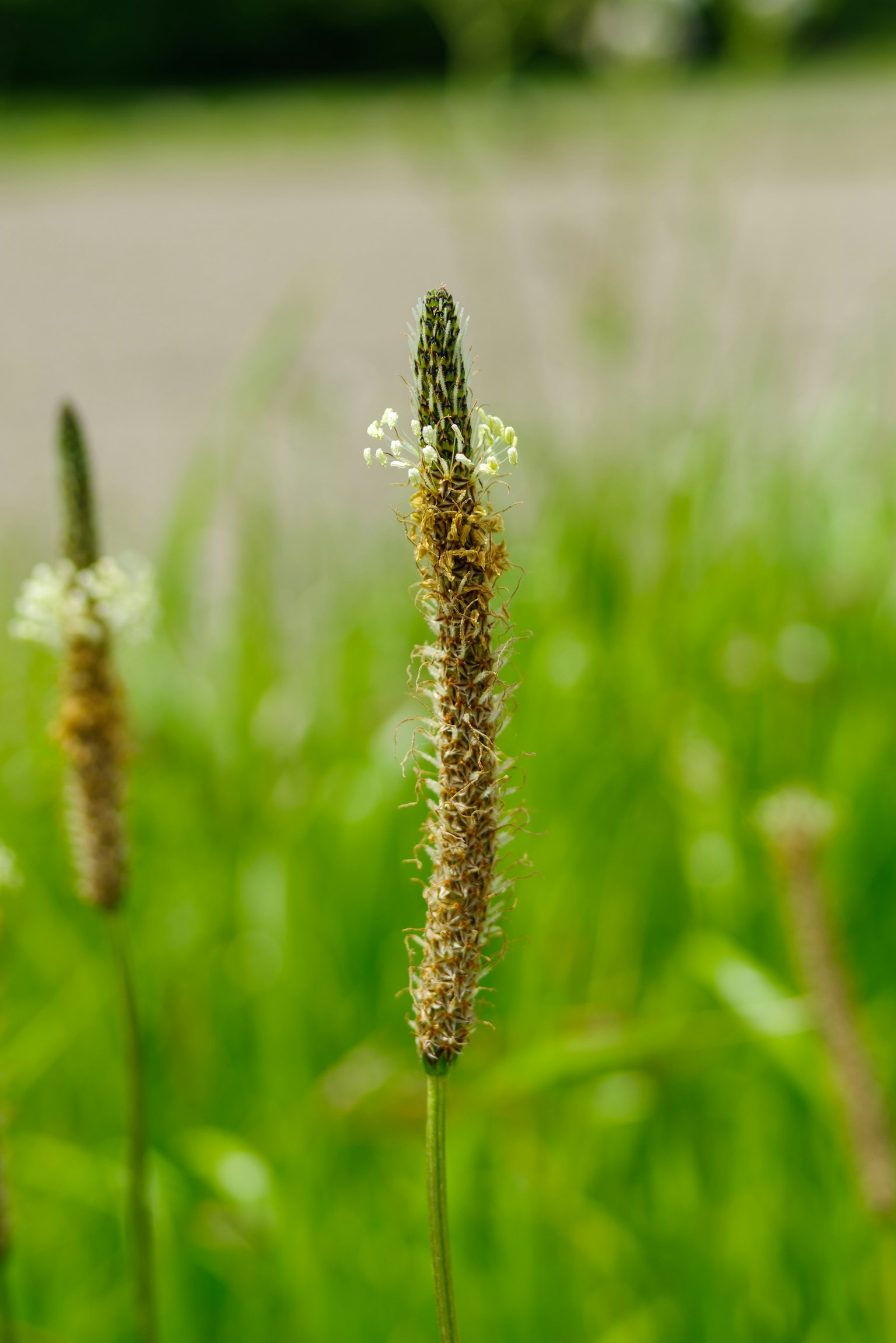 Hierba verde con espigas de flores alargadas y pequeñas flores blancas