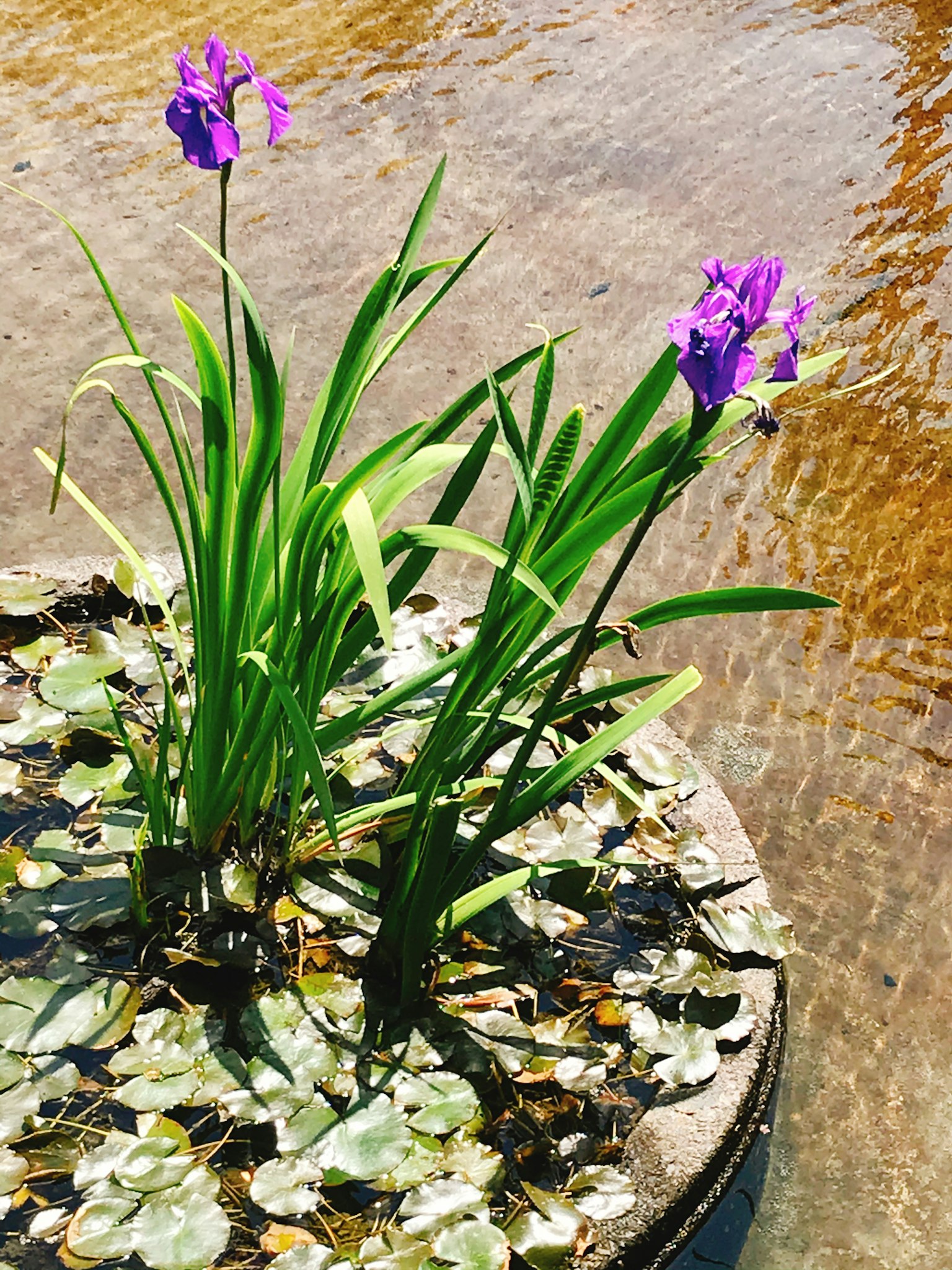 Flores moradas floreciendo en un jardín acuático con hojas verdes