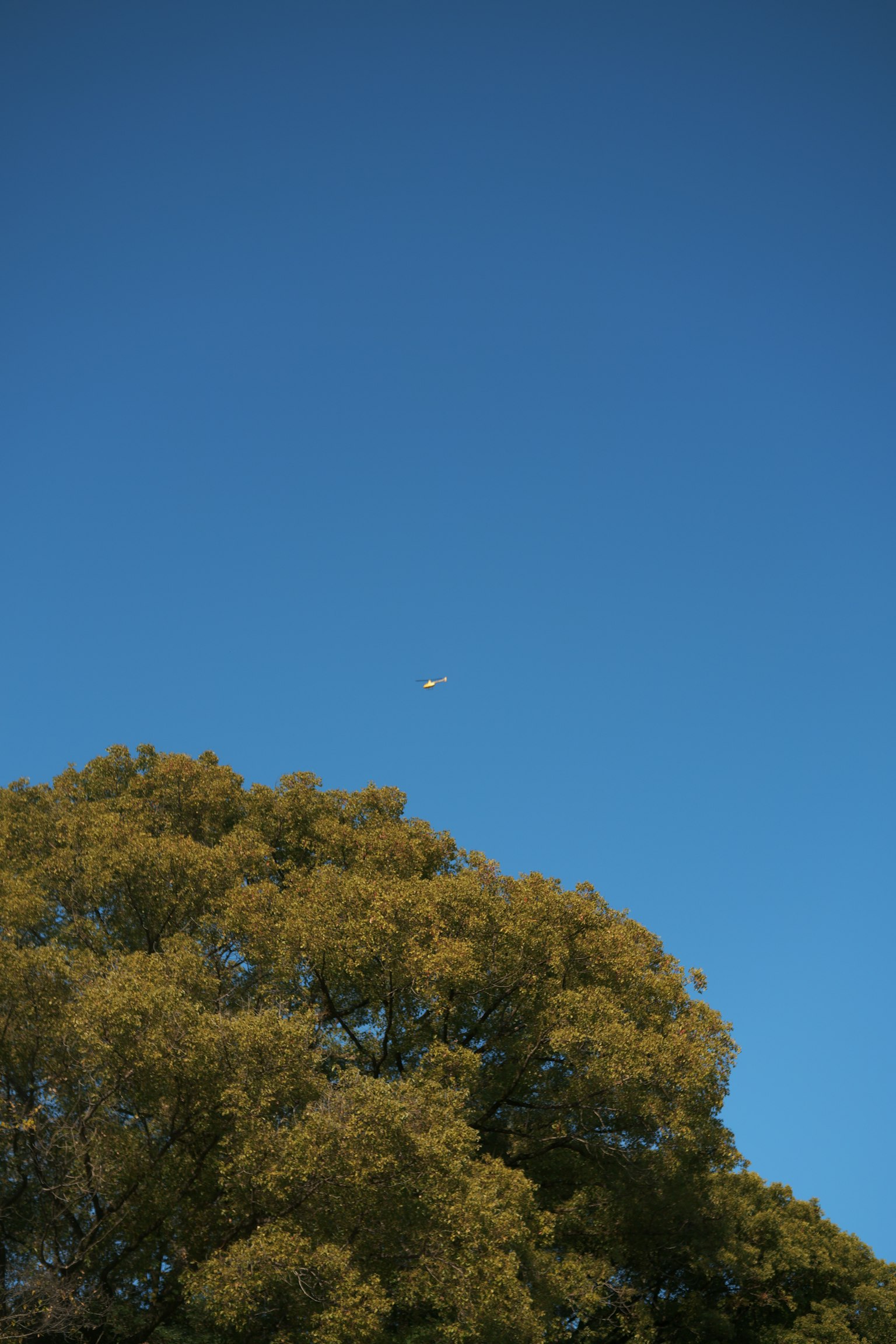 青空の中に浮かぶ小さな飛行機と緑の木