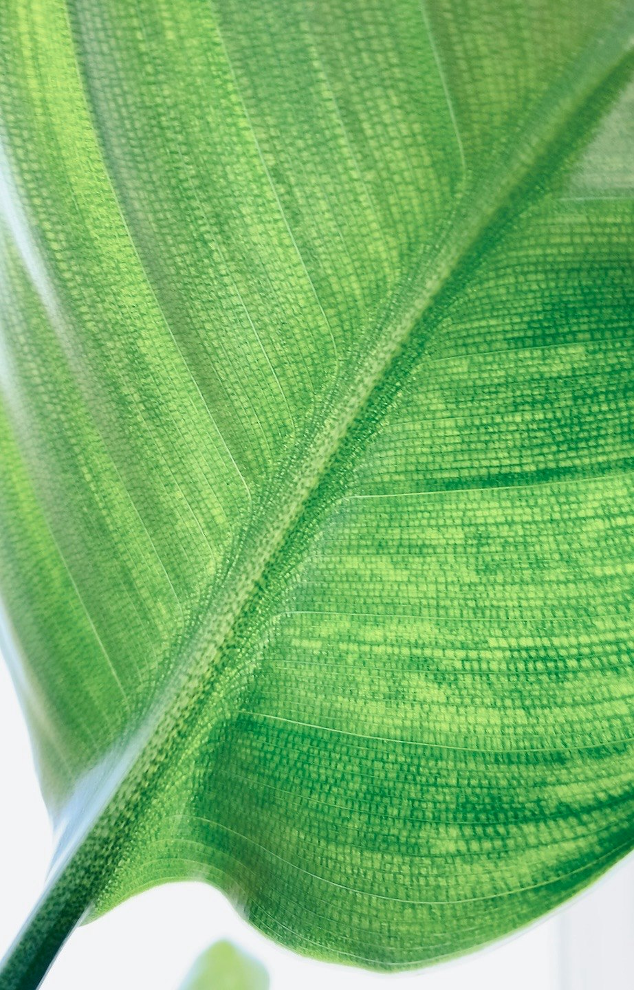 透けた葉脈が見える青々とした観葉植物の葉