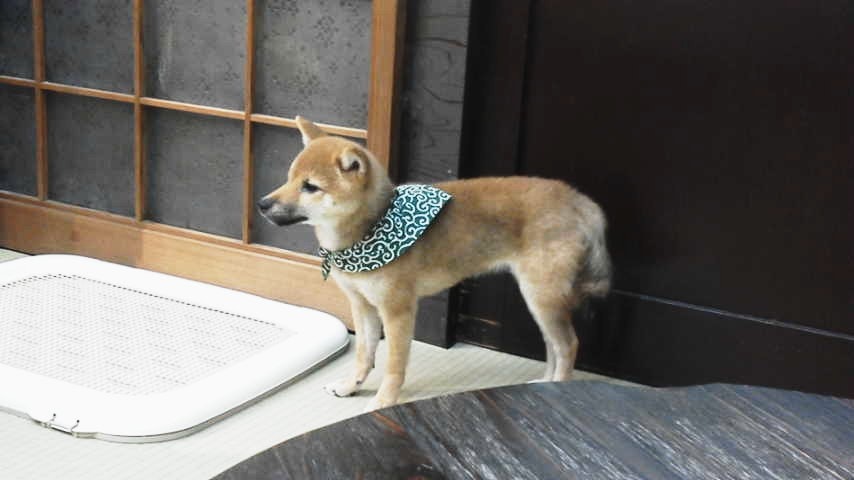 犬の豆柴が室内でマットの上にいる