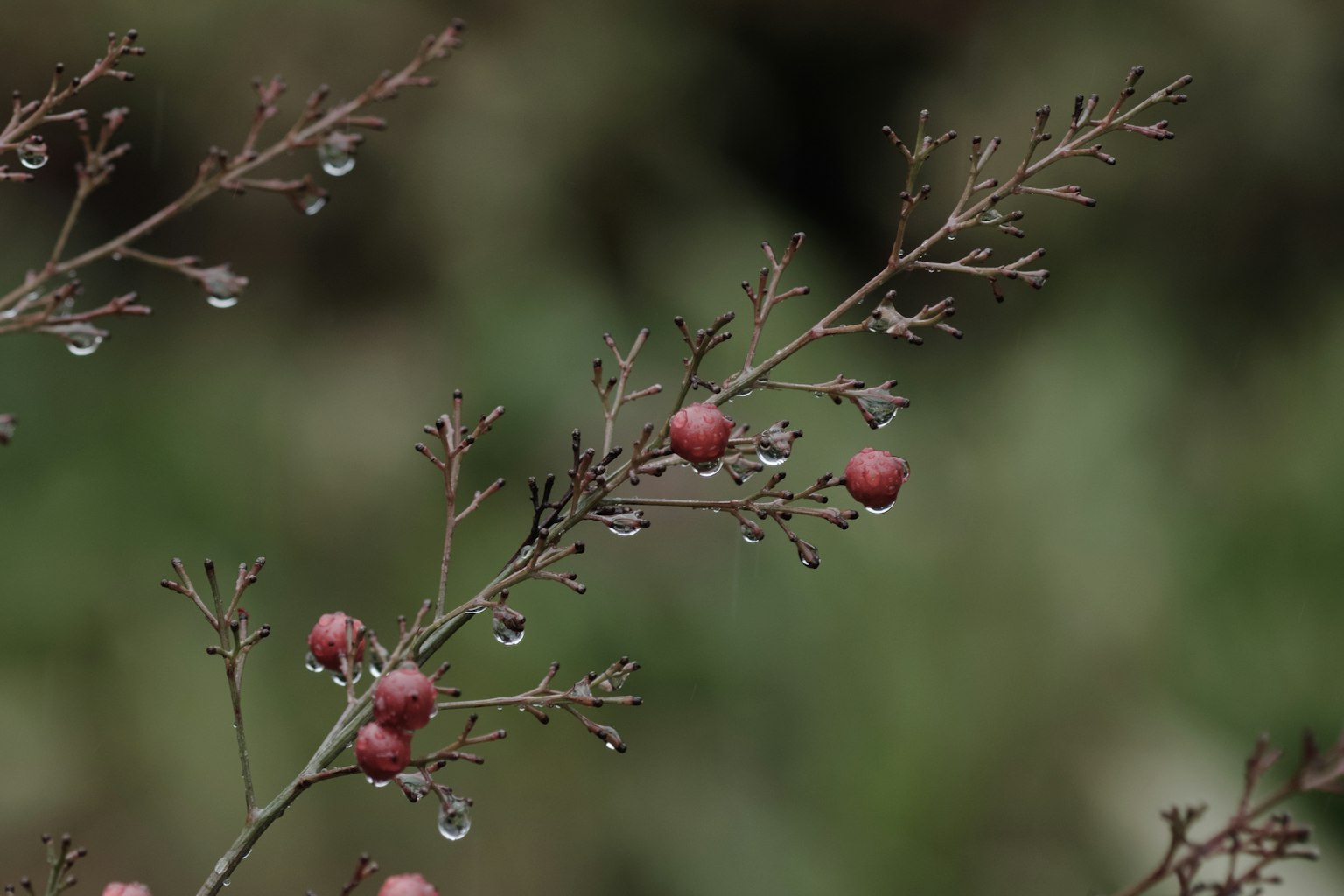 Close-up of red berries on thin branches with raindrops