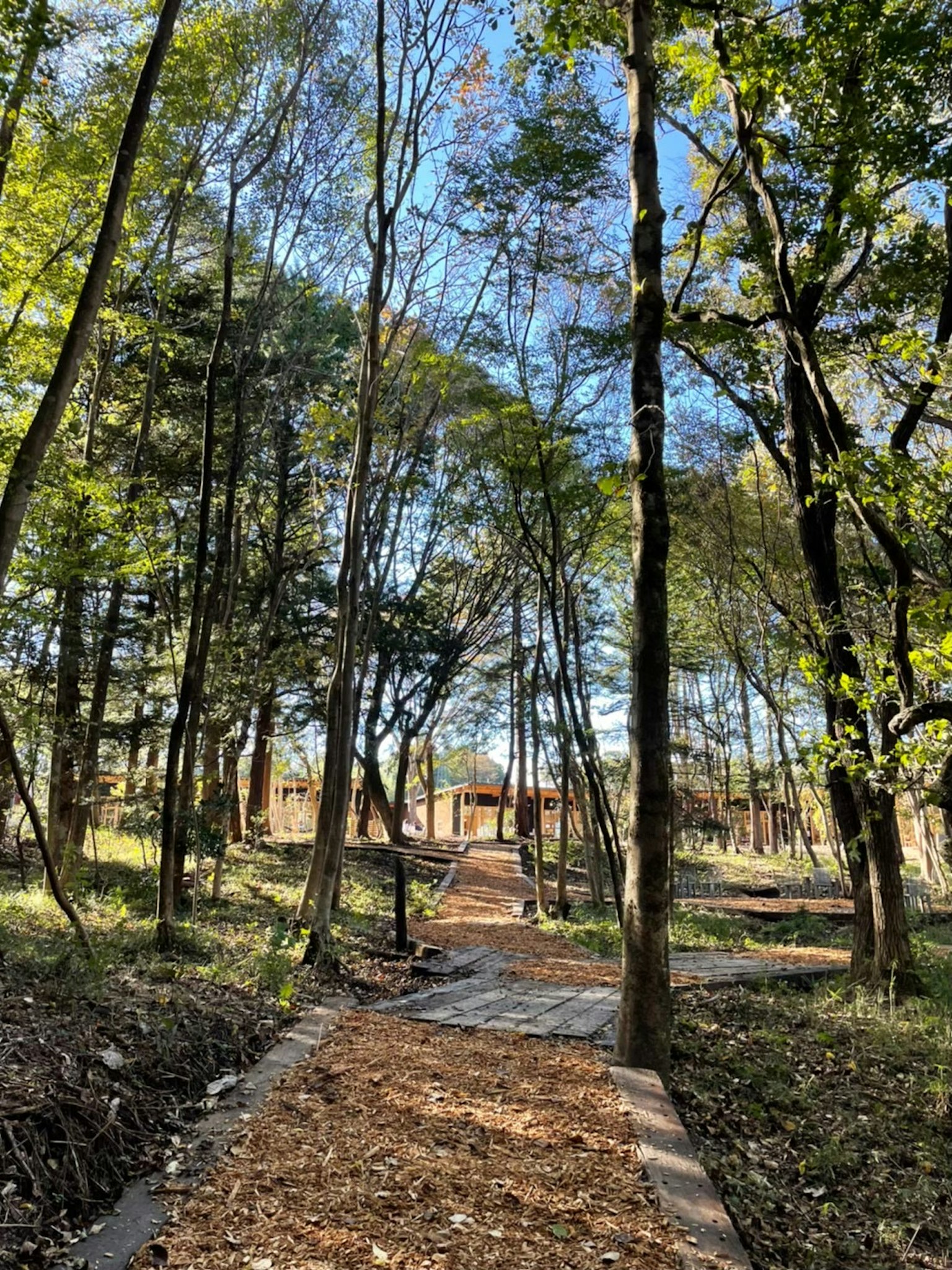 A pathway surrounded by green trees in a forest