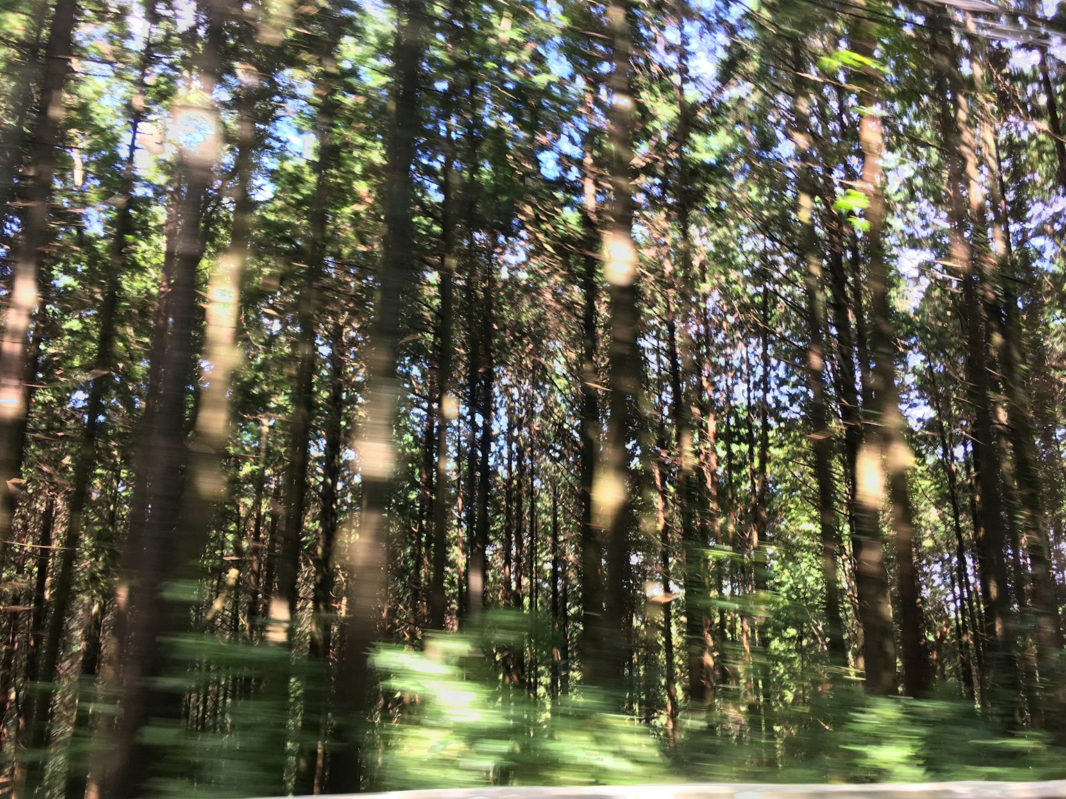 郁郁蔥蔥的樹木在生機盎然的森林景觀中