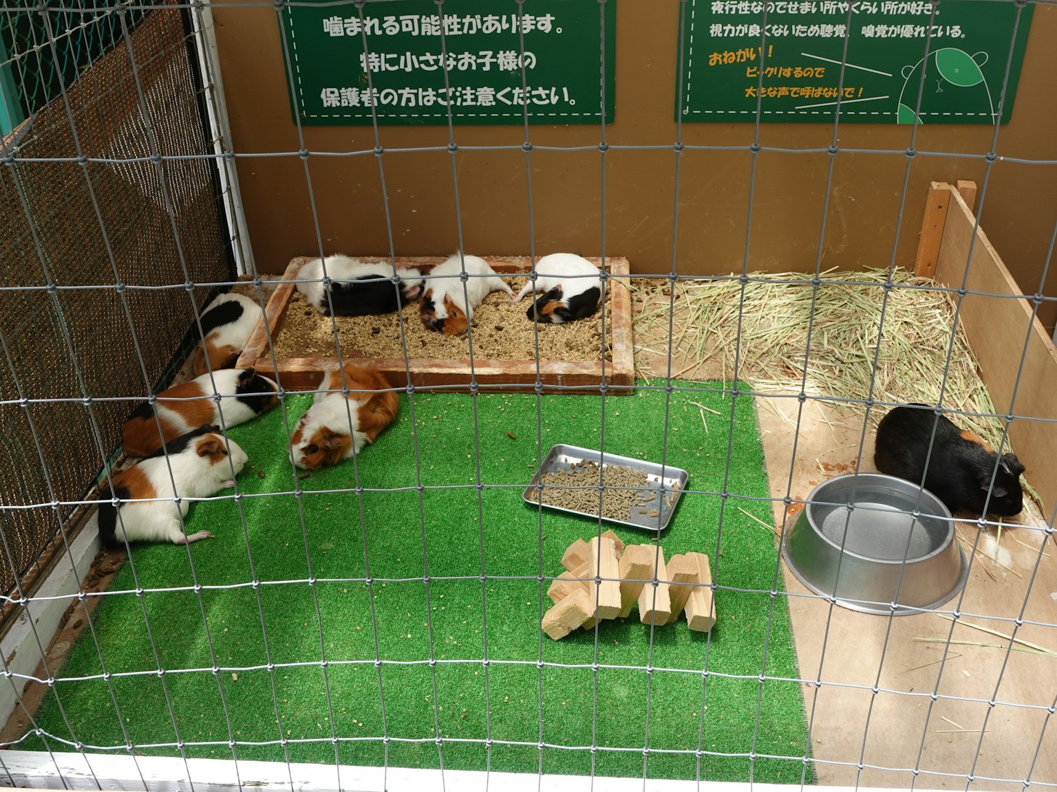在笼子里玩耍的豚鼠们在绿色草地上