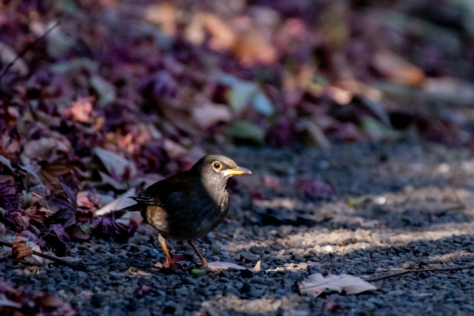 A small bird walking on a path surrounded by autumn leaves