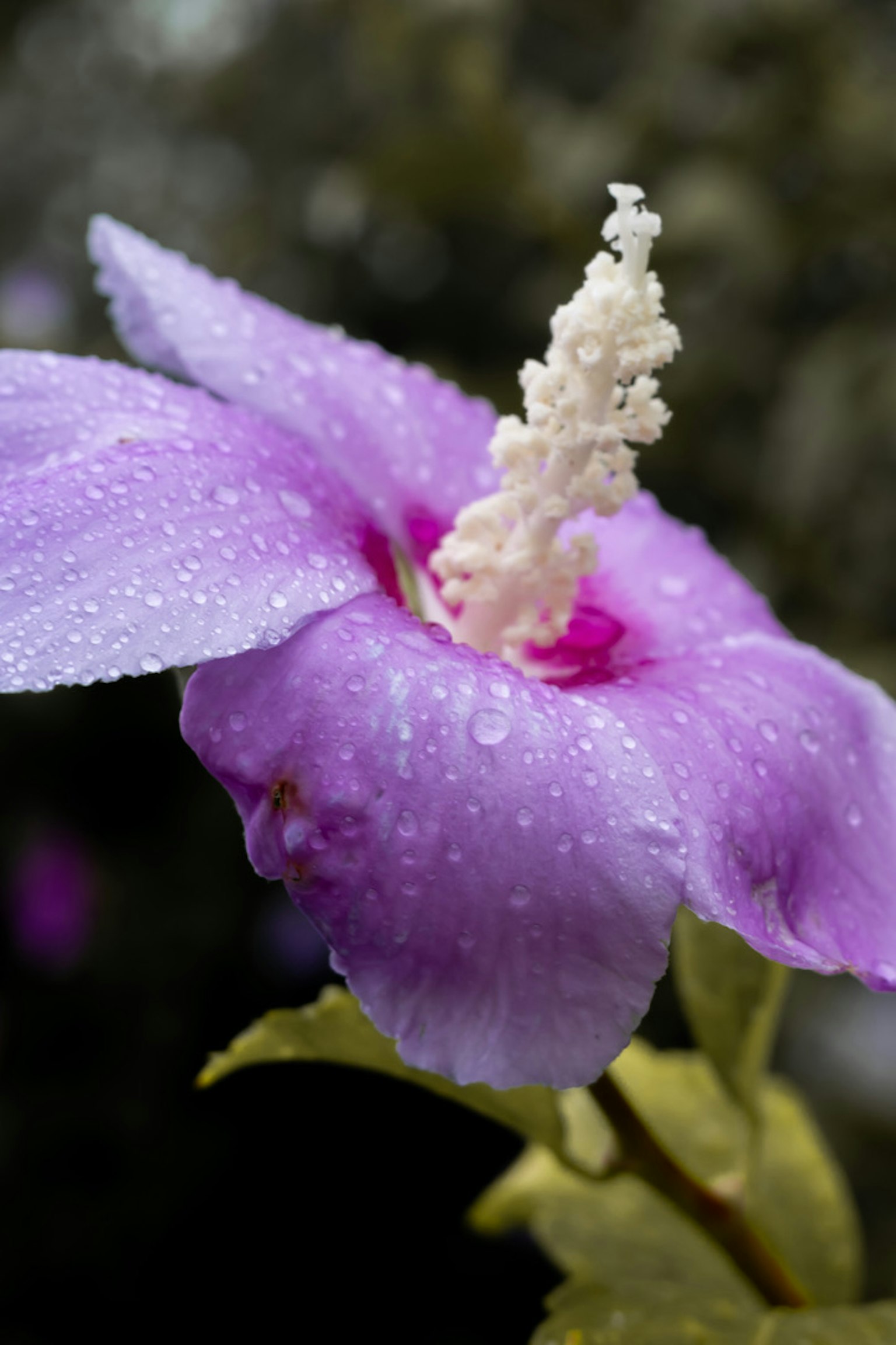 紫色芙蓉花特寫，帶水滴