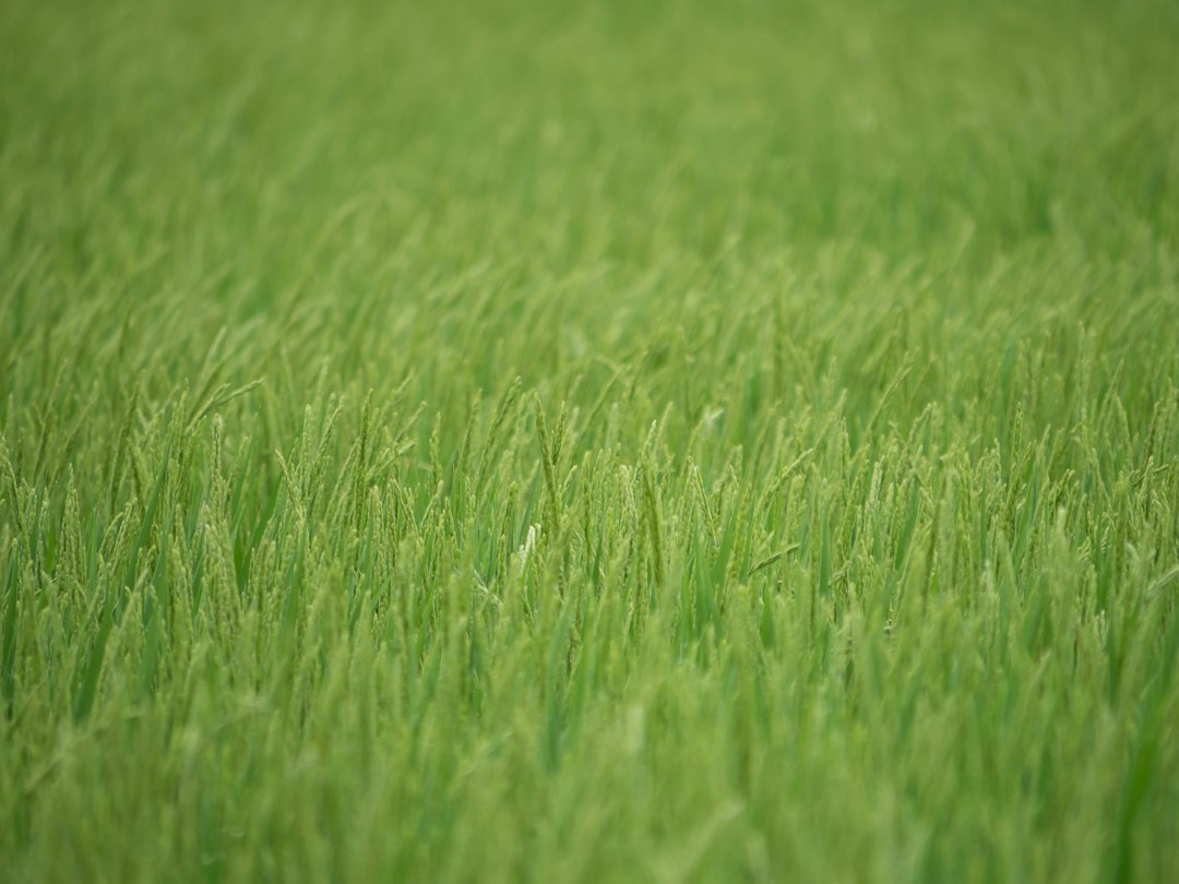 textura de hierba verde extendida en un césped