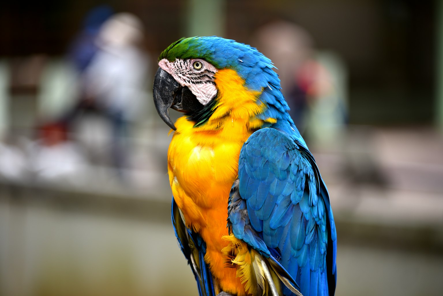 A beautiful parrot with vibrant blue and yellow feathers facing sideways