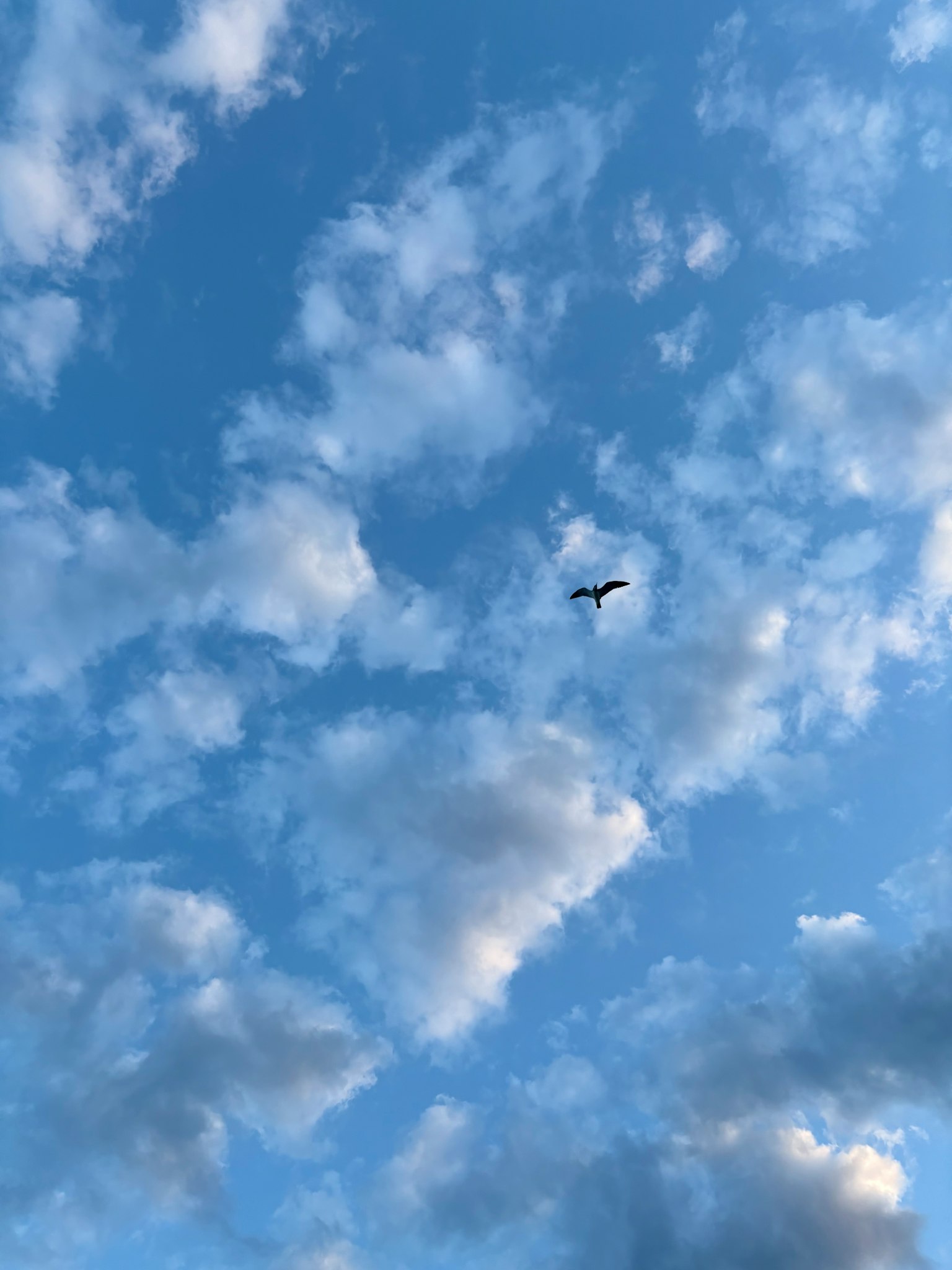 Bild eines Vogels, der in einem blauen Himmel mit flauschigen weißen Wolken fliegt
