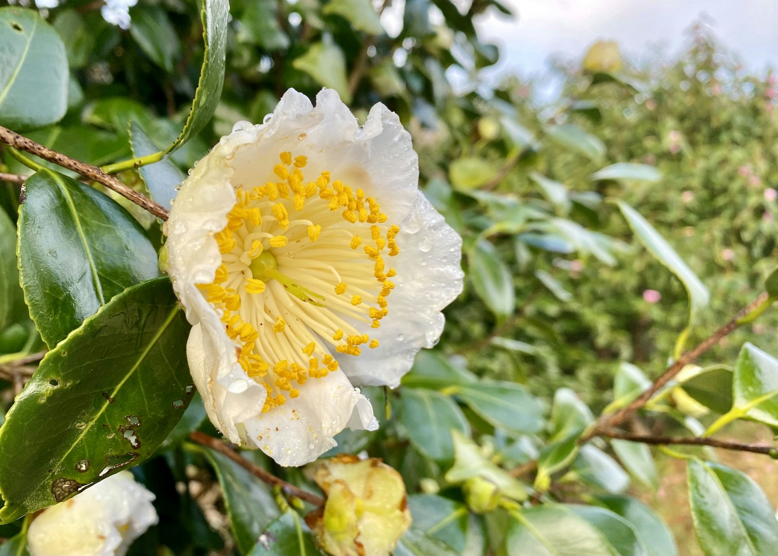 一朵白色花朵，黄色雄蕊，周围是茶树的绿叶