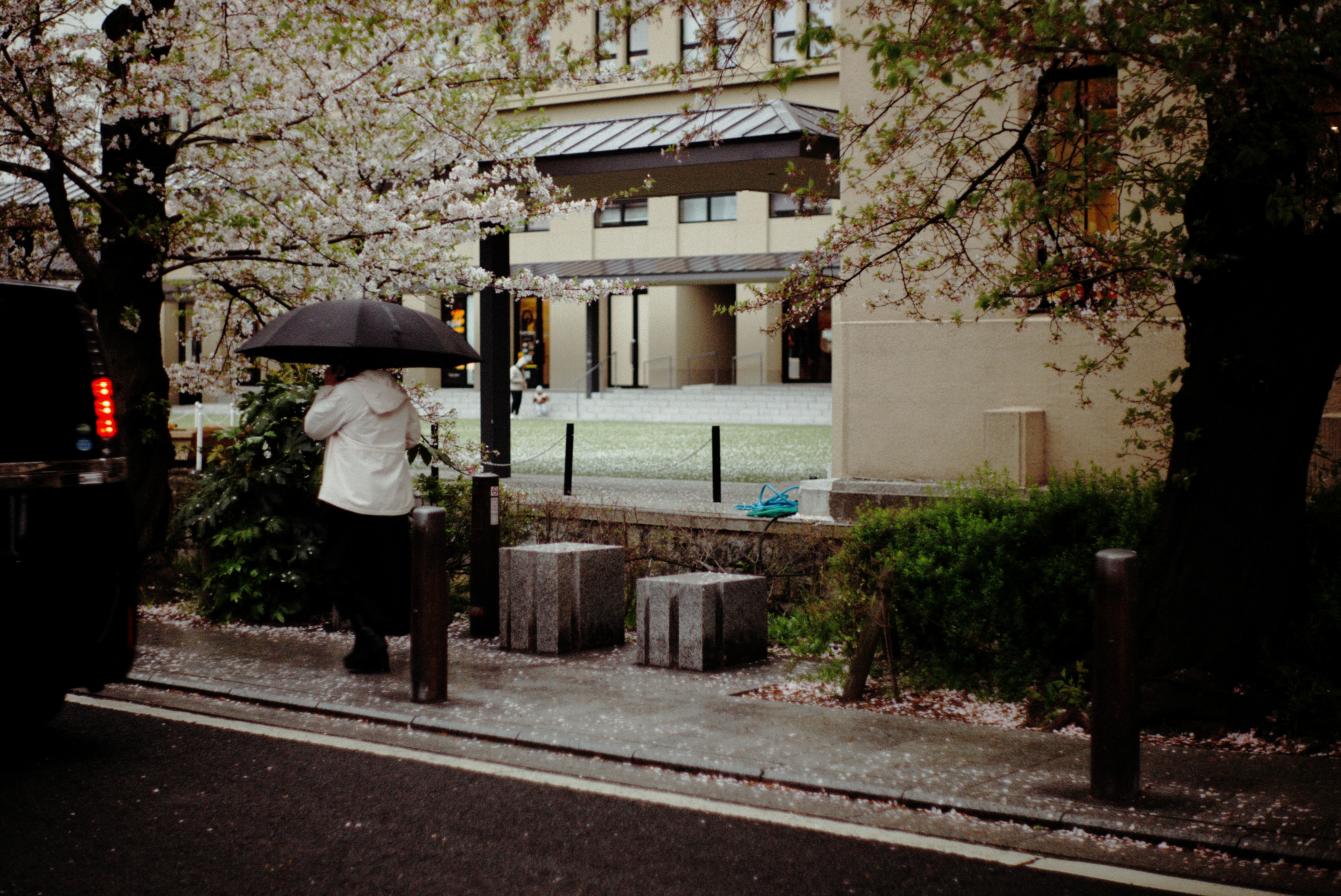 雨の路地で傘をさす人と桜の並木