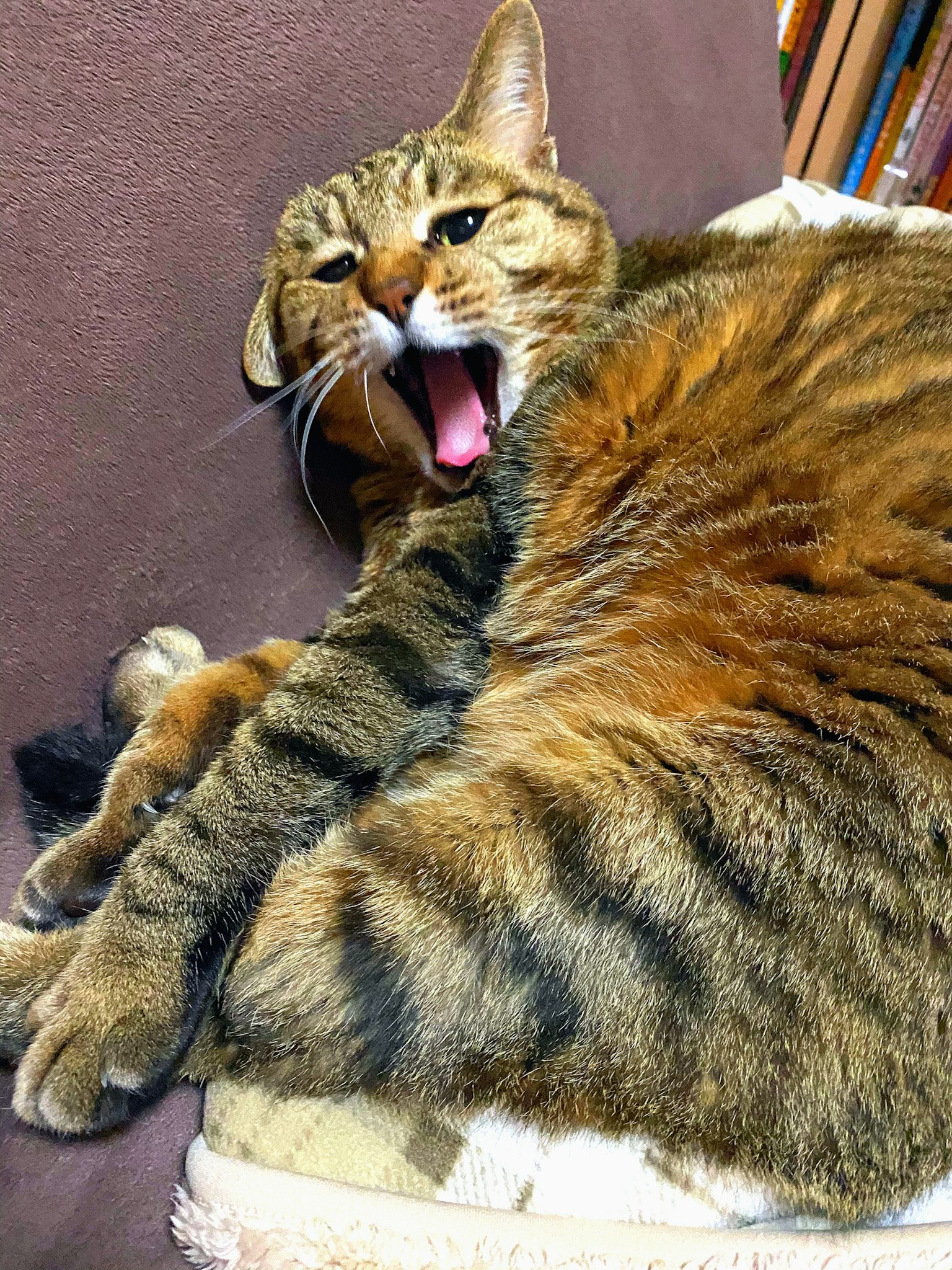 Seekor kucing belang coklat menguap sambil berbaring