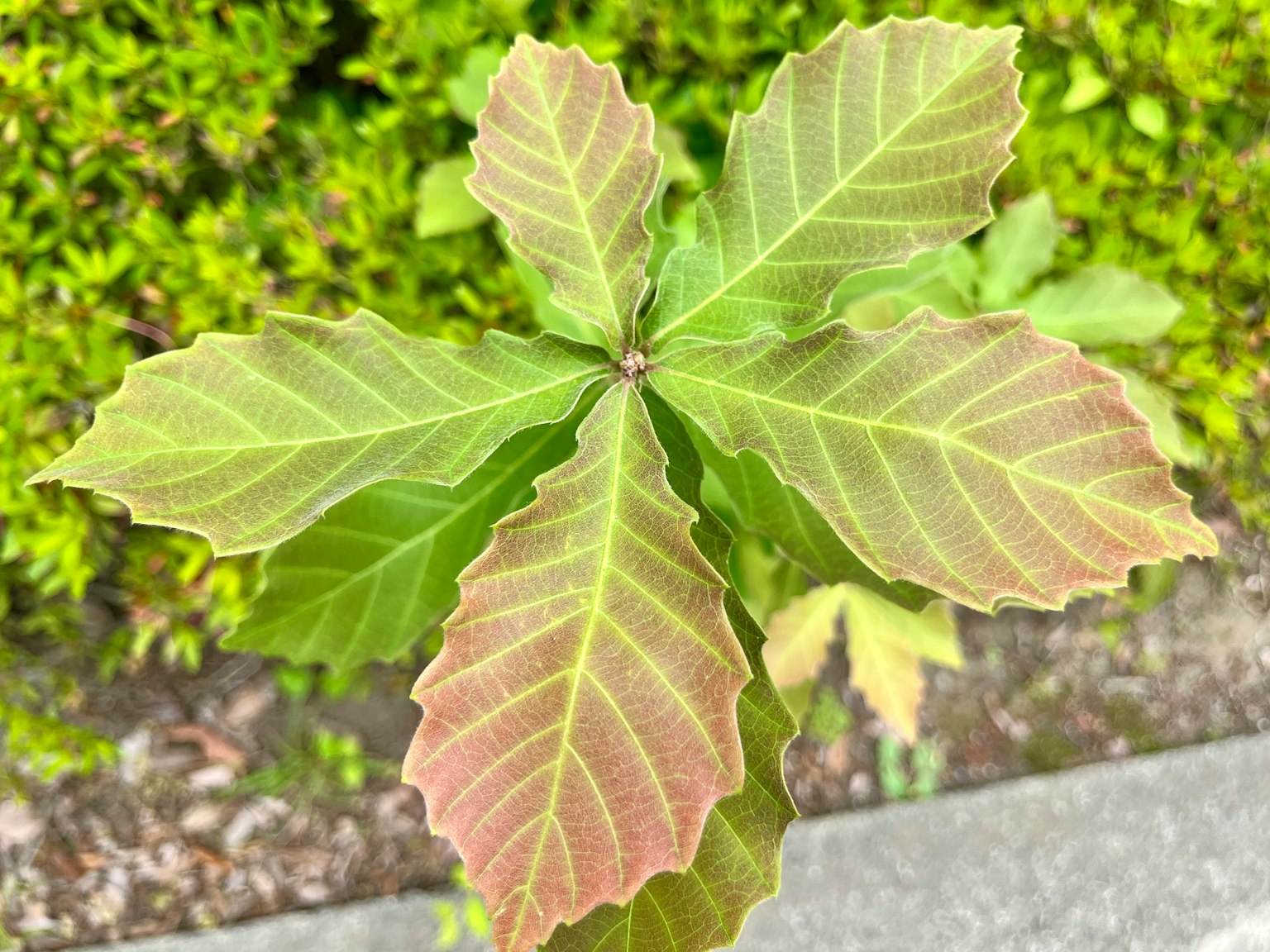 활기찬 녹색 잎을 가진 식물의 위쪽 보기
