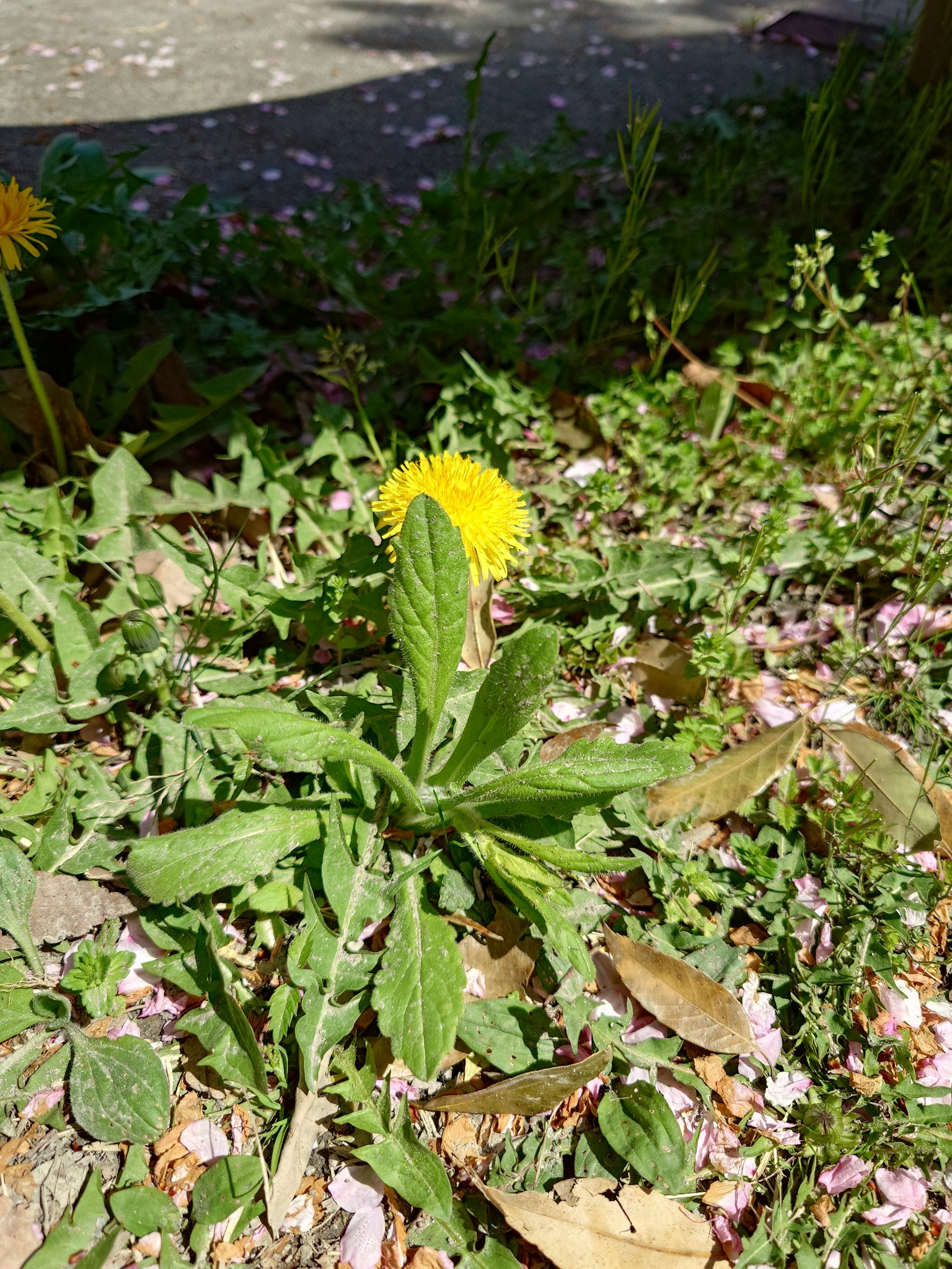 Une fleur de pissenlit jaune fleurissant parmi de l'herbe verte avec des pétales de cerisier éparpillés autour