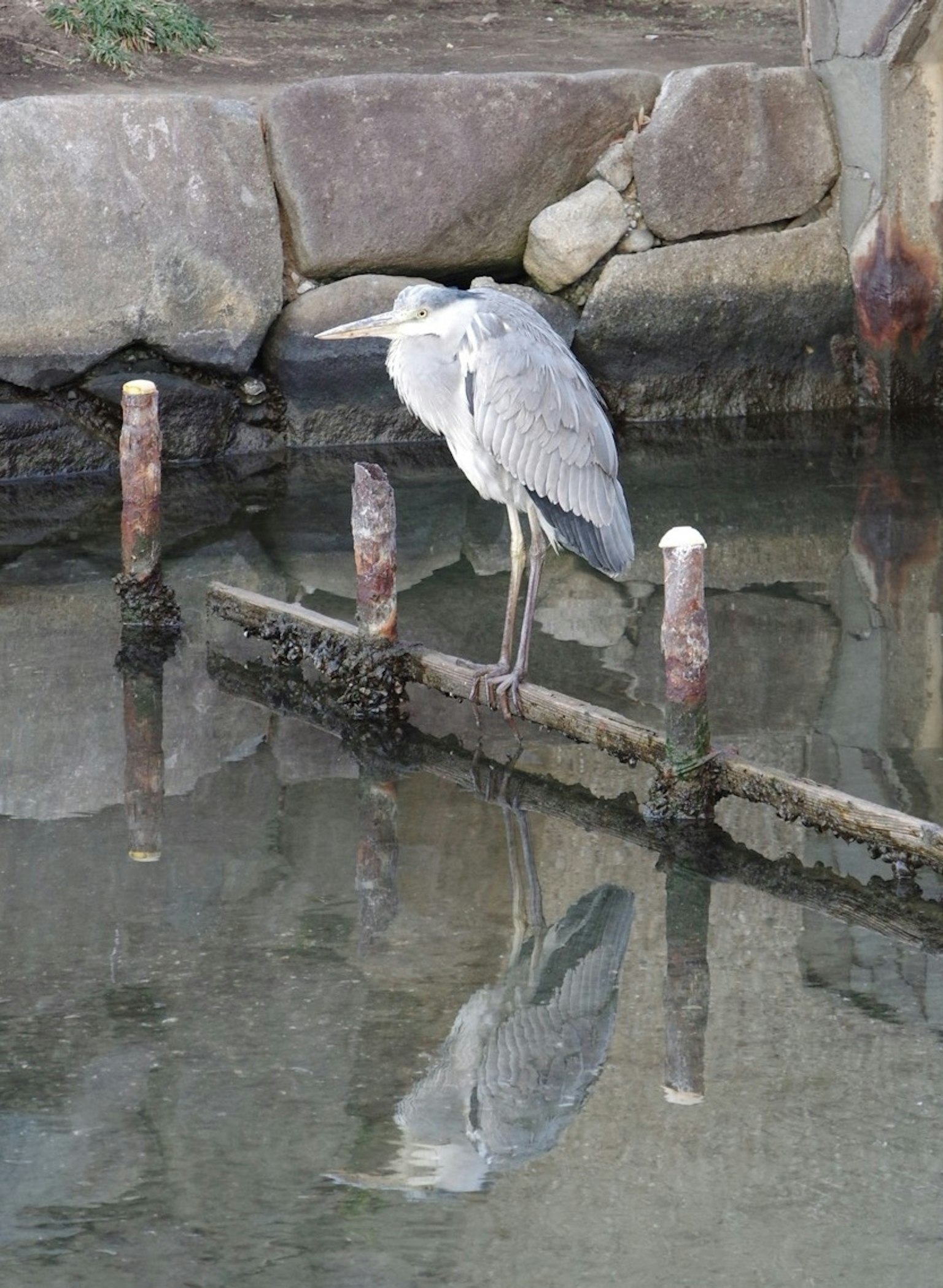 Gray heron standing by the water with its reflection