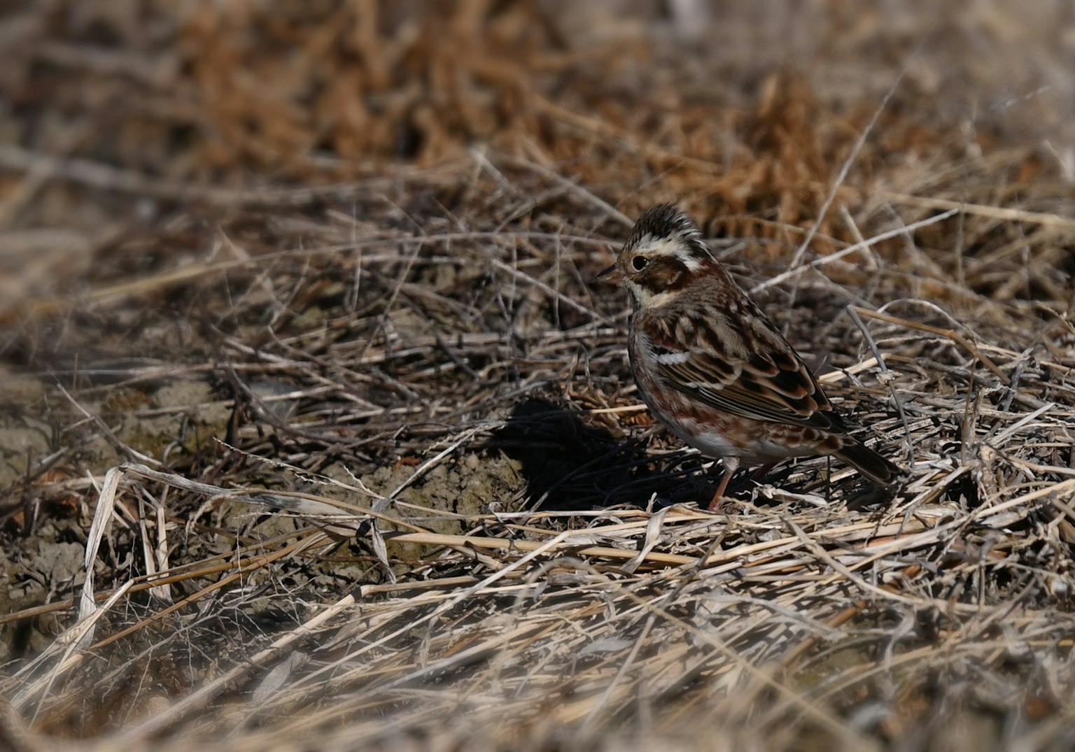 Seekor burung yang tersembunyi di rumput kering dan ranting