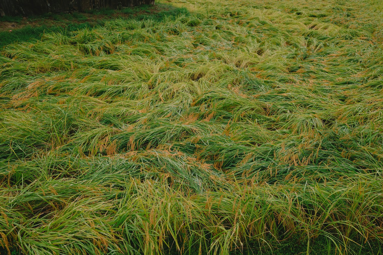 photo-S4Ntjmq6NFGlDnpbJVhD-image