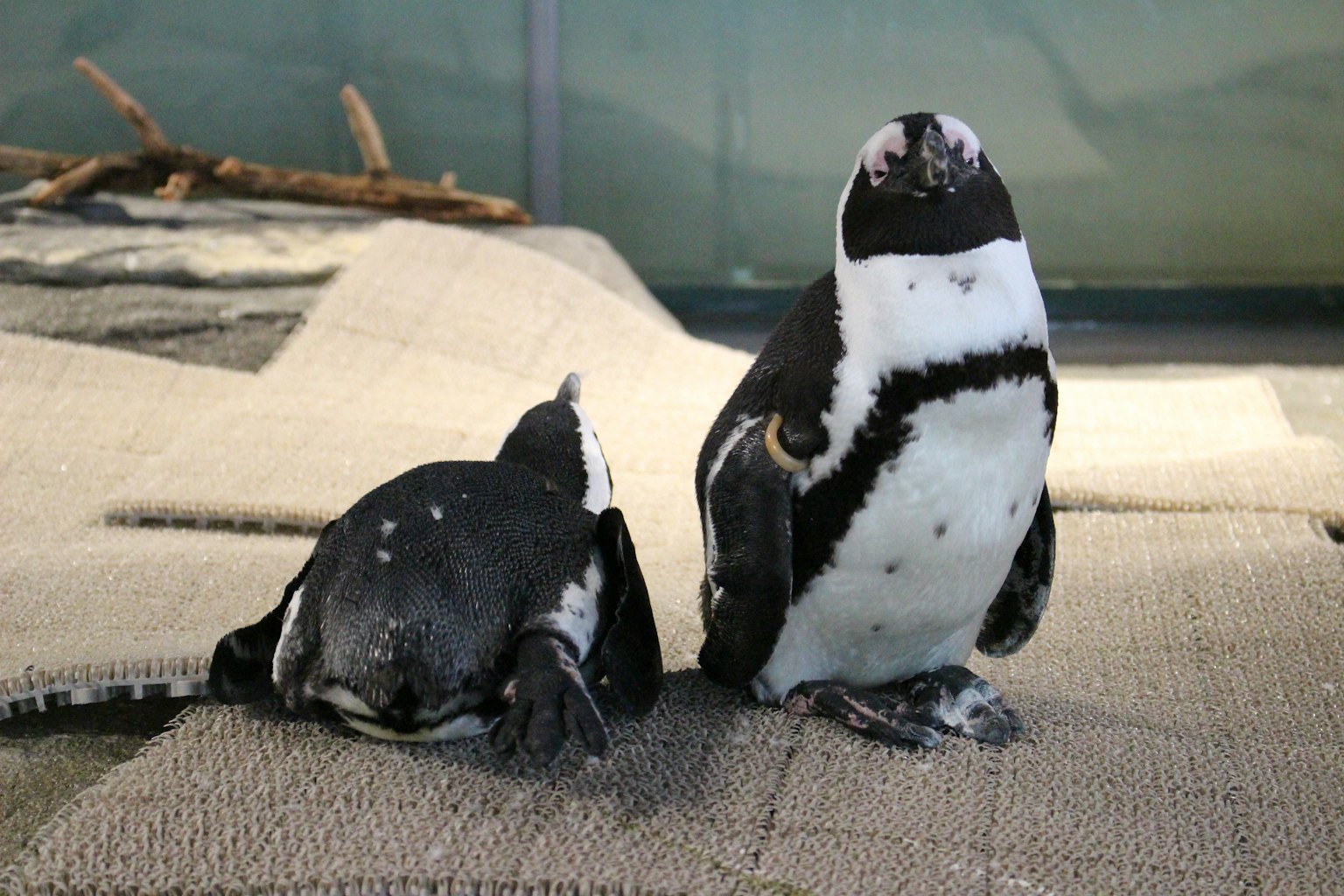 两只非洲企鹅站在水族馆的地板上